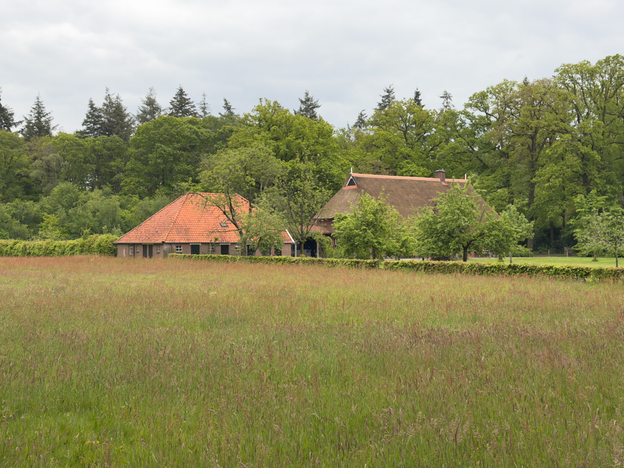 Old Twente farmhouse with reed-thatched roof and red tiles glimpsed across a tall grass meadow
