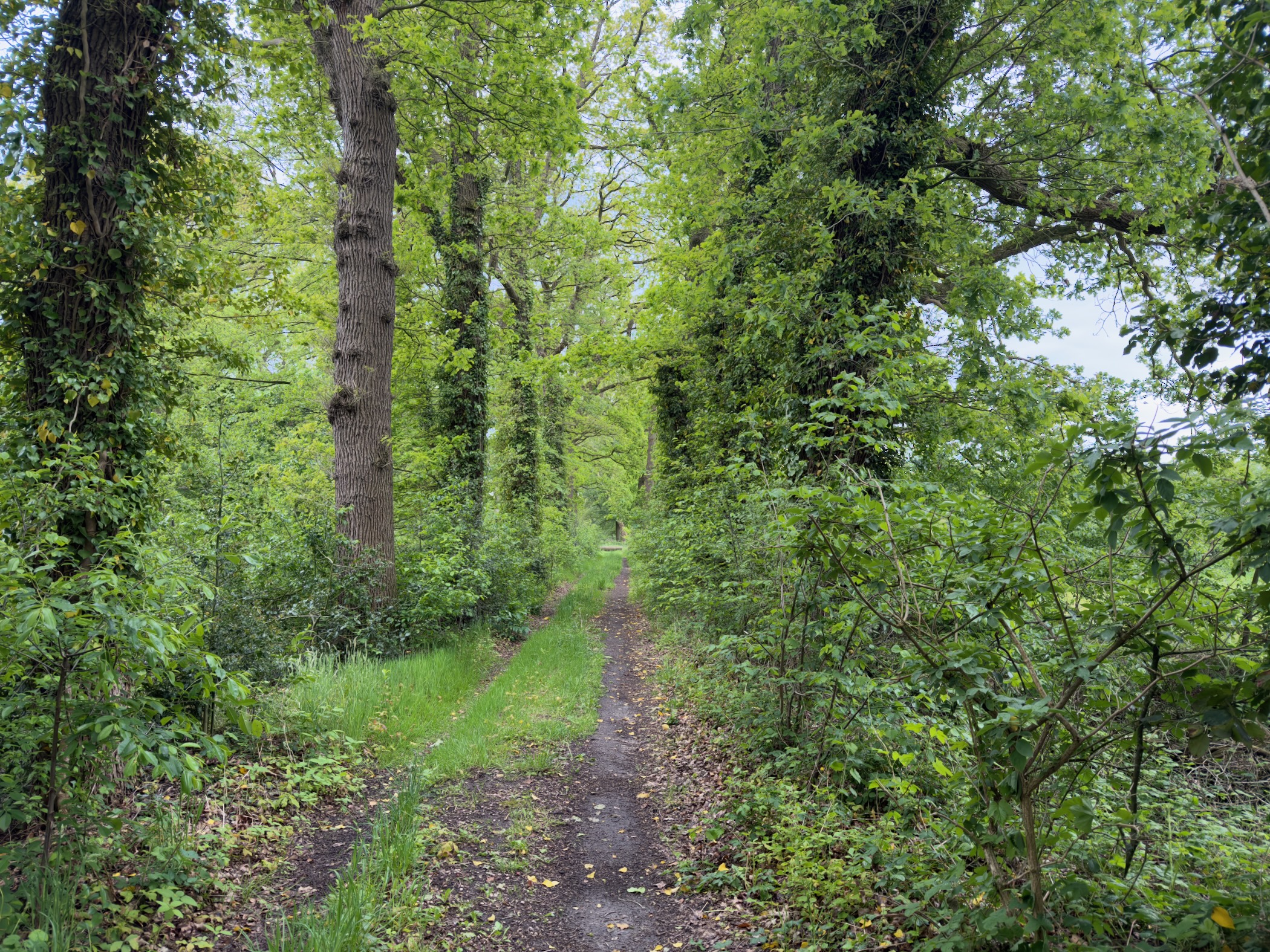 Old track running between rows of oaks and dense bushes in dappled light