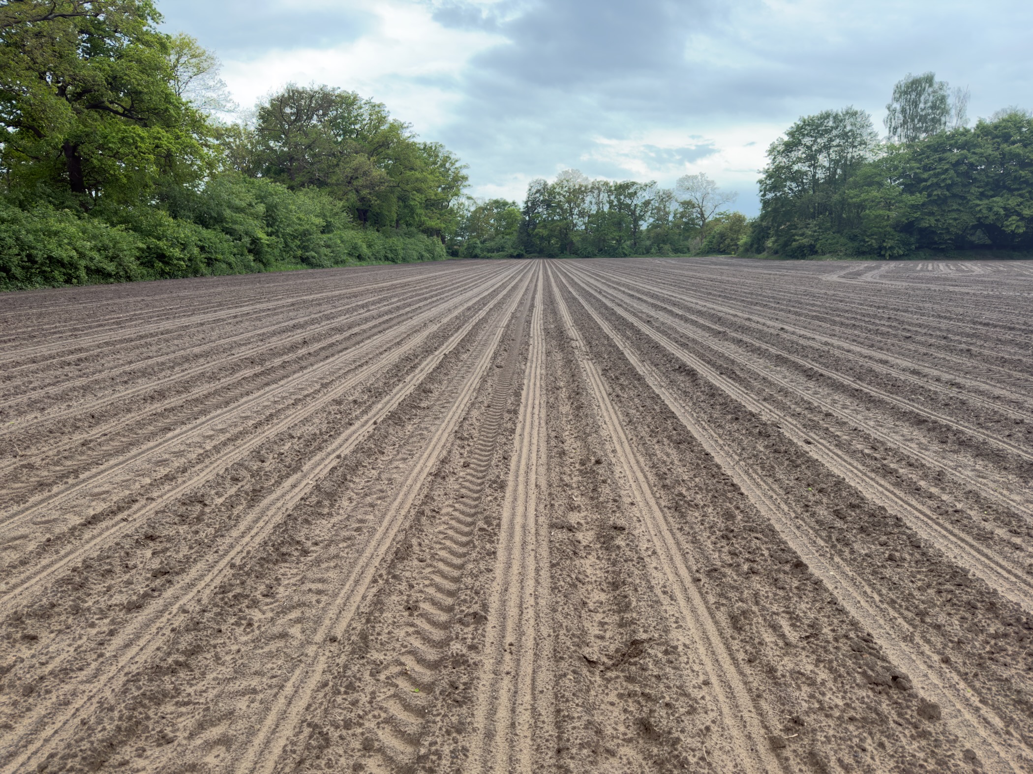 Newly seeded sandy field with deep parallel furrows stretching to the horizon