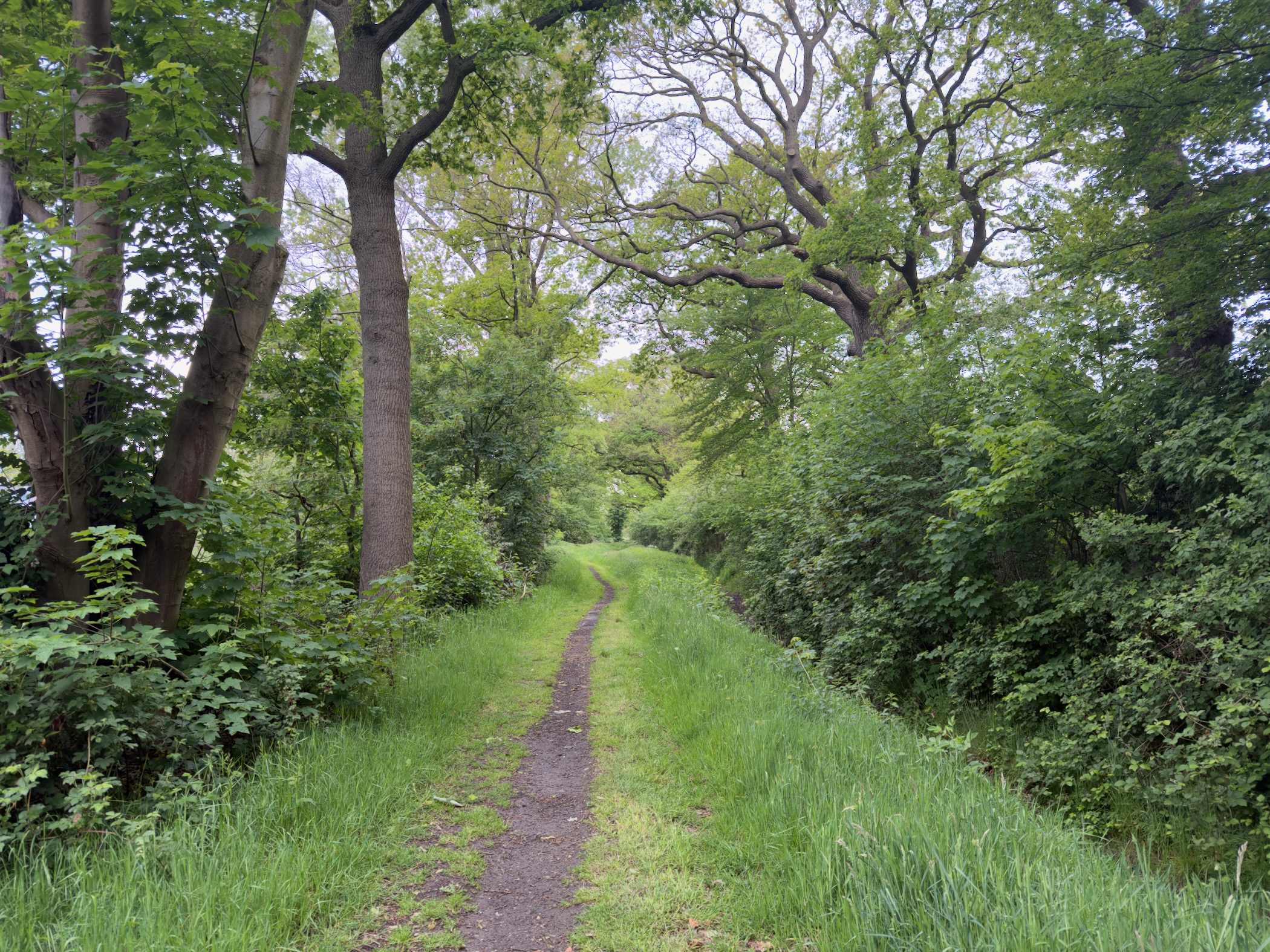 Sandy track running between mature beech trunks and dense roadside undergrowth