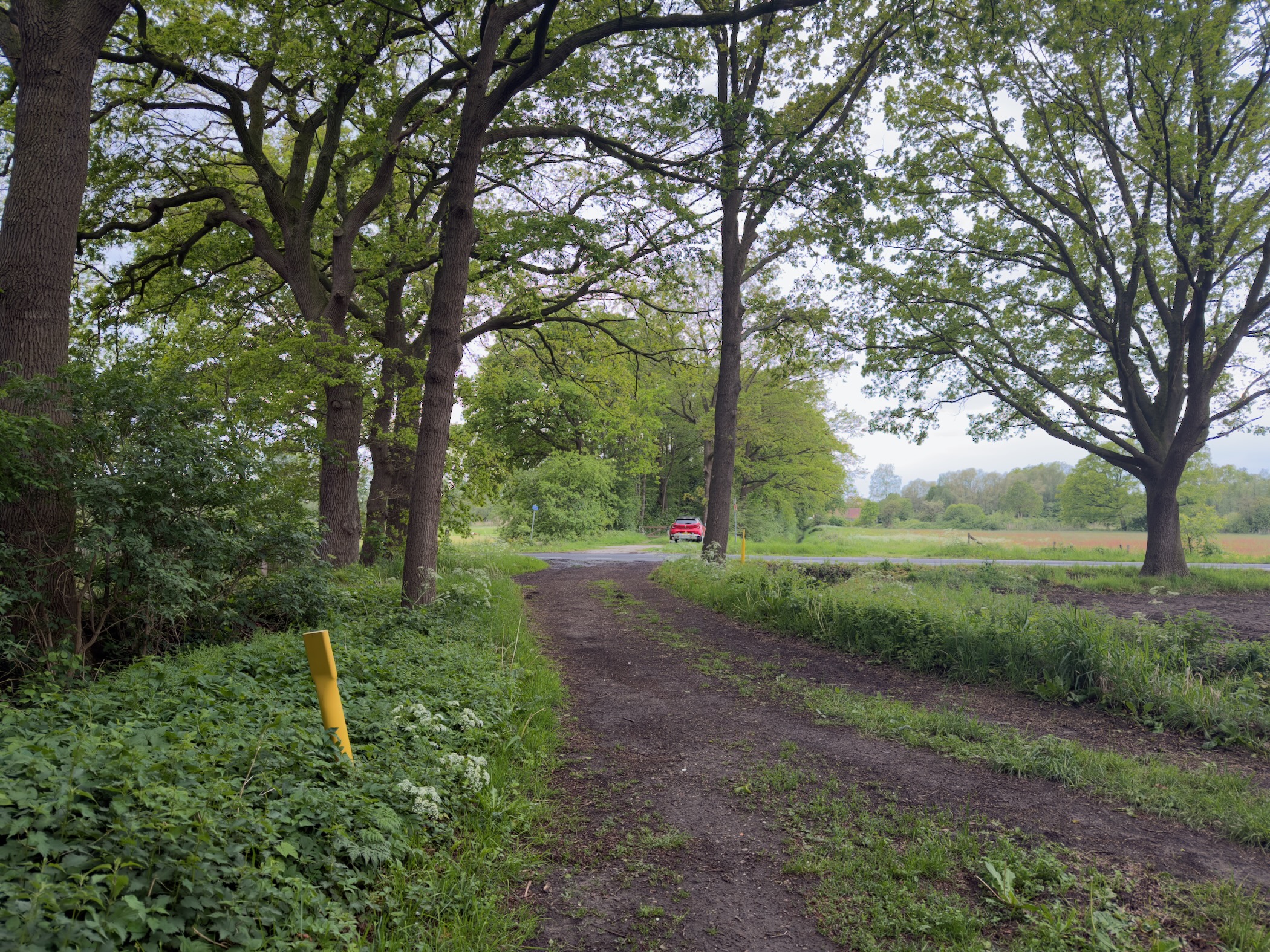 Tree-lined dirt track with a small red car parked beneath a tall oak ahead