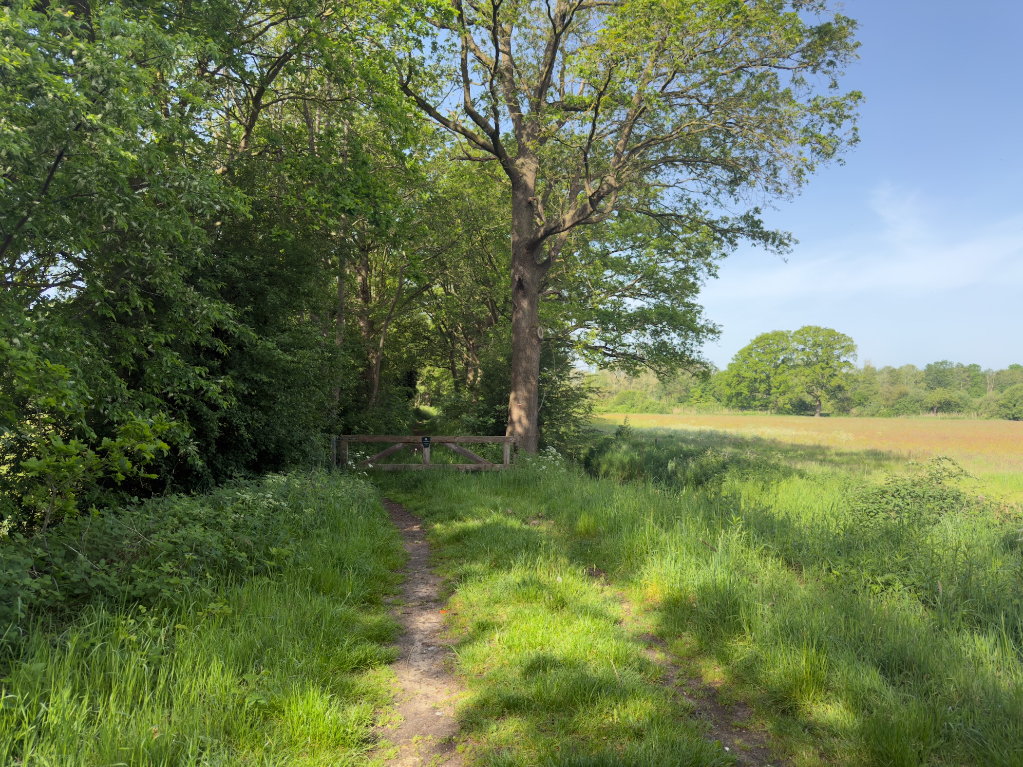 Grass path leading to a wooden gate beneath tall trees, with an open meadow to the right