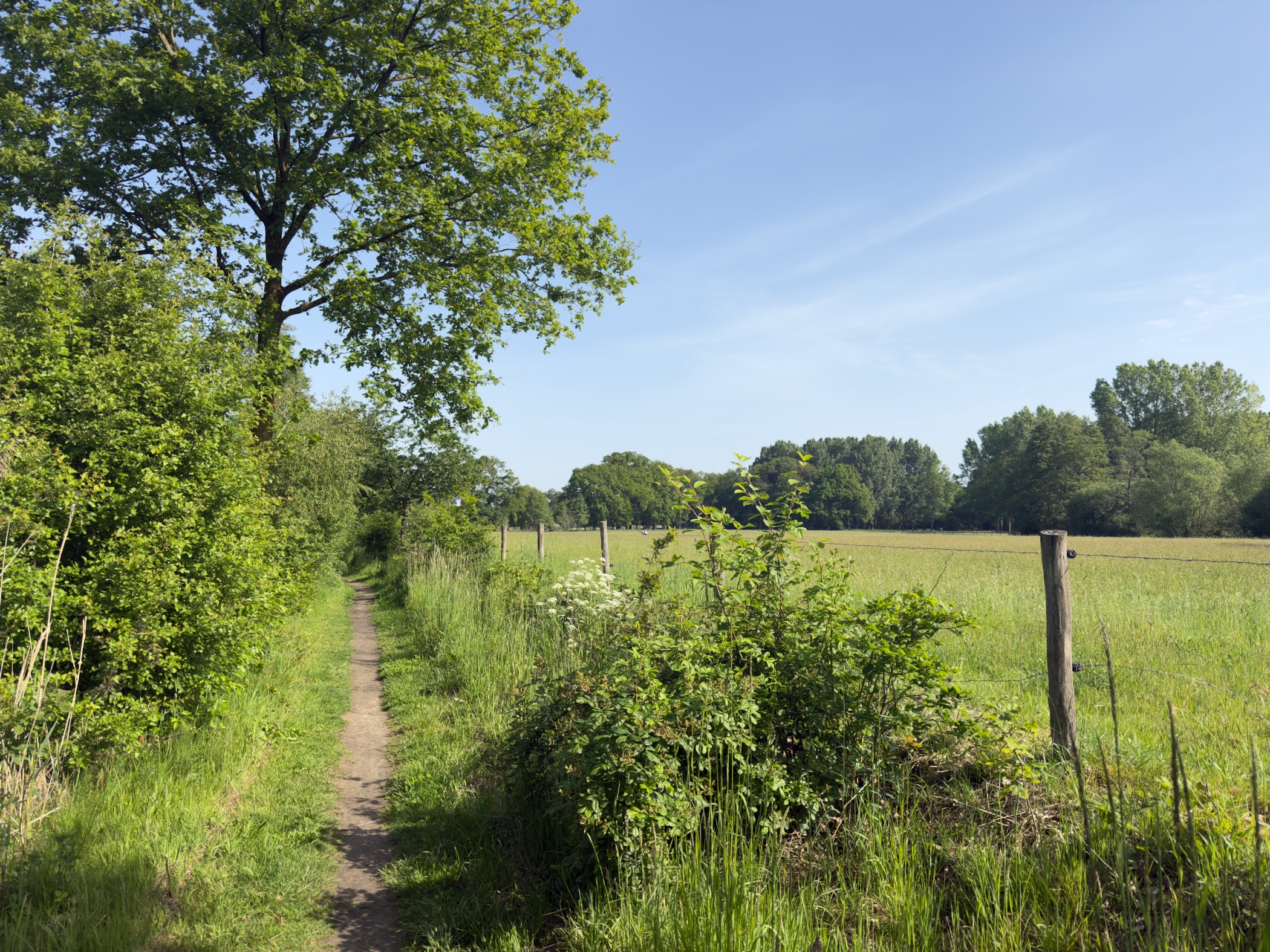 Narrow footpath between trees and a grassy meadow with wooden fence posts under a blue sky