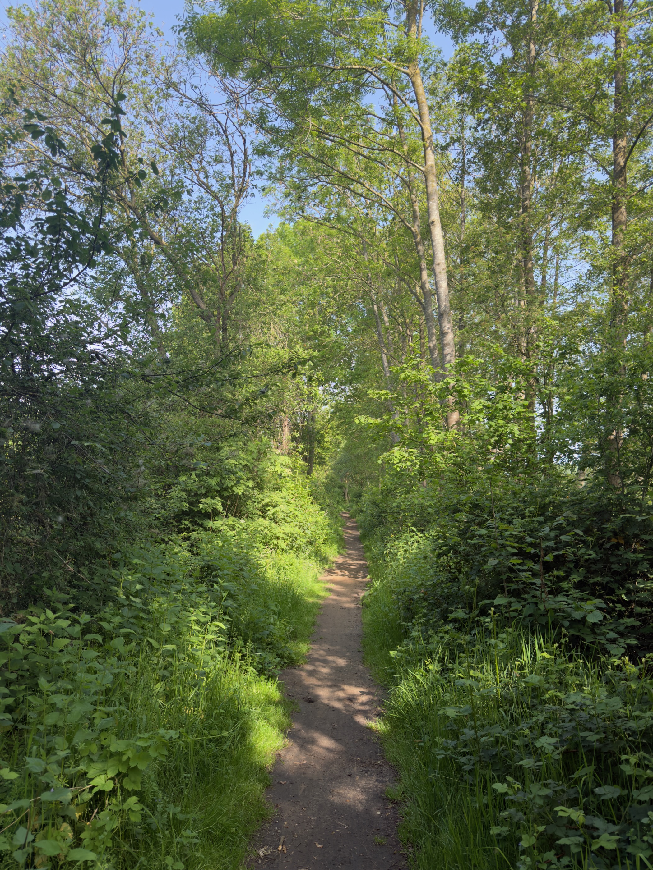 Sunlit footpath winding between leafy young trees
