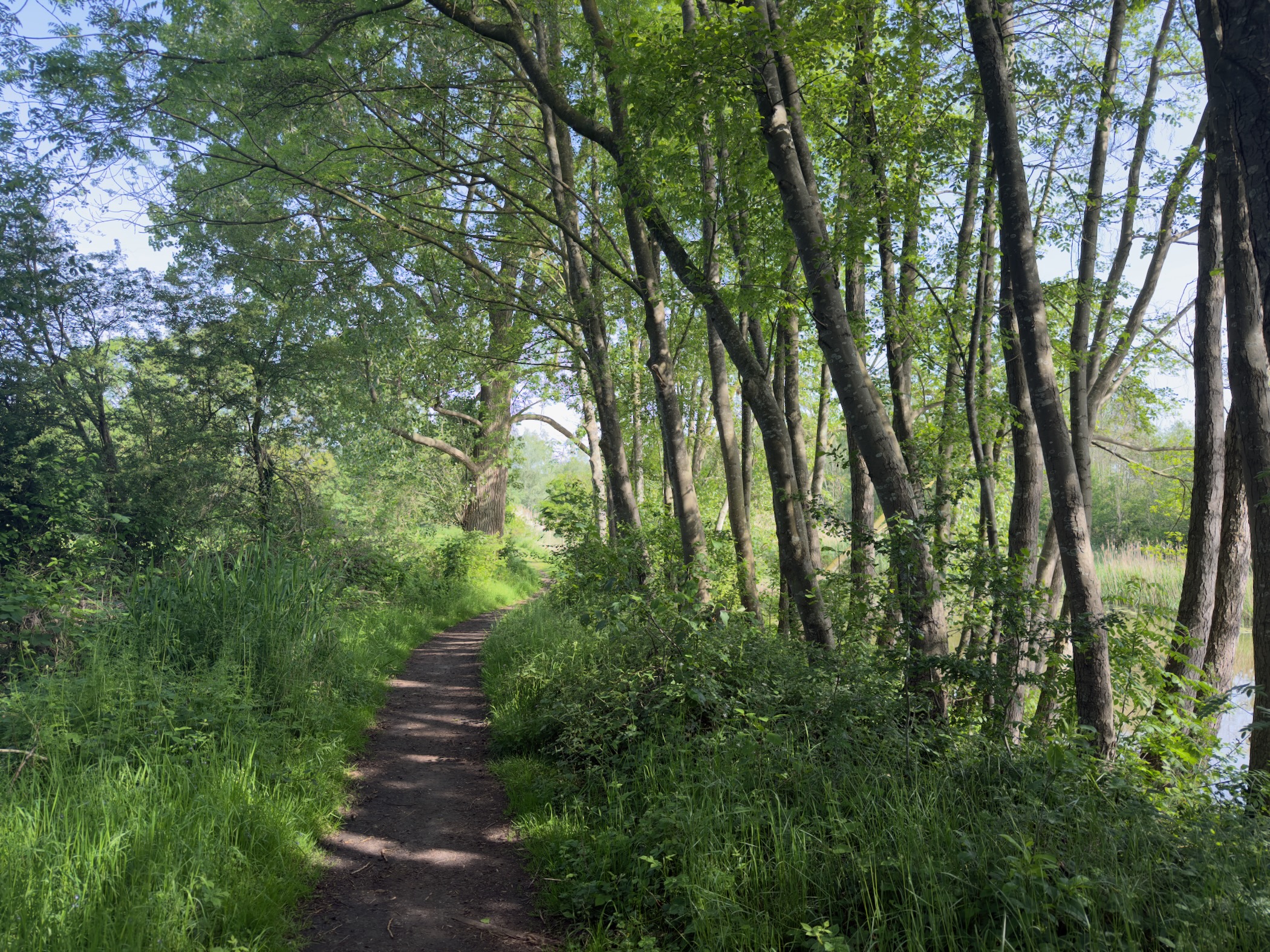 Shaded path running beside the river beneath a row of slender trees