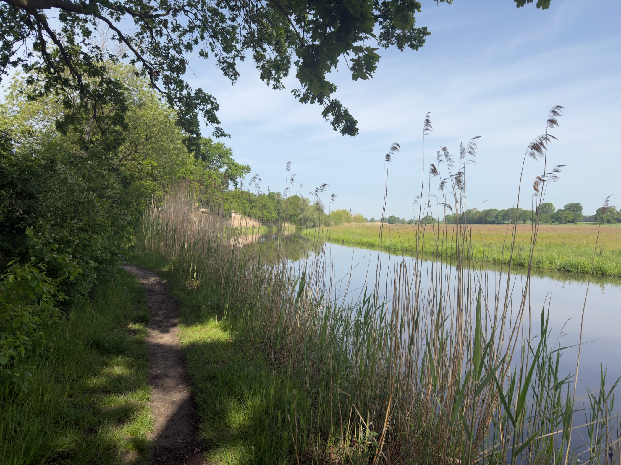 Narrow riverside path with tall reeds swaying in the foreground