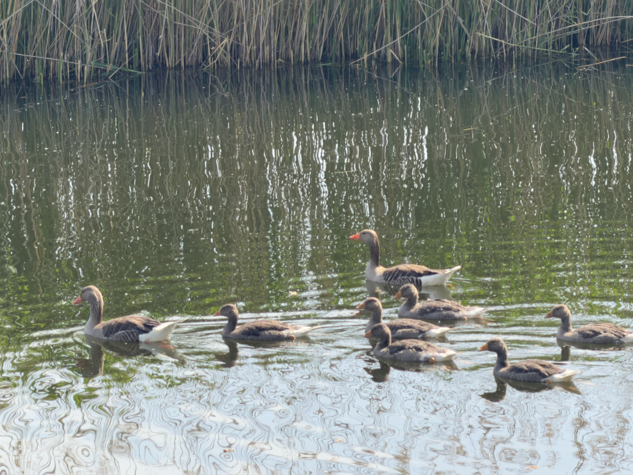 Family of greylag geese swimming together on the water with their goslings