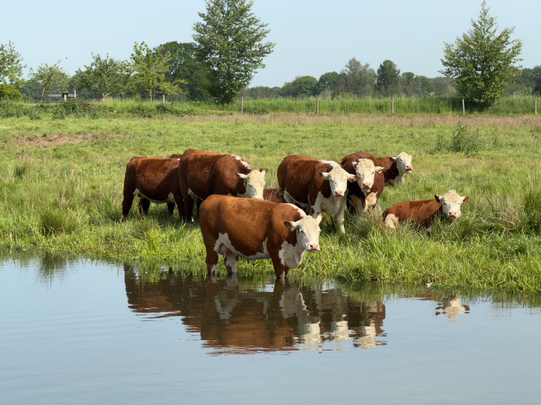 Hereford cattle grazing beside a small pool, their reflections shown in the water