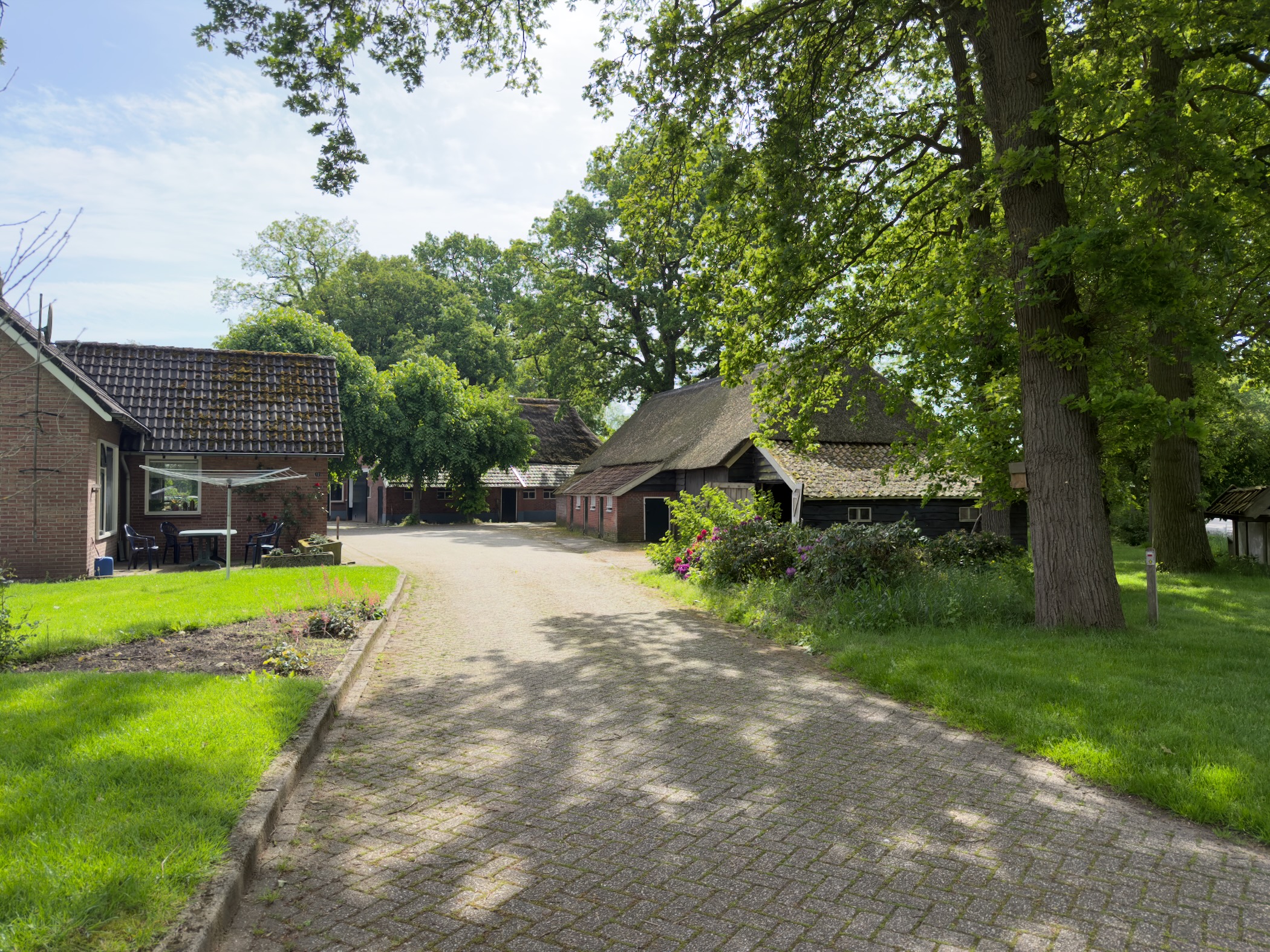 Traditional Saxon farmstead with a thatched barn shaded by mature oak trees