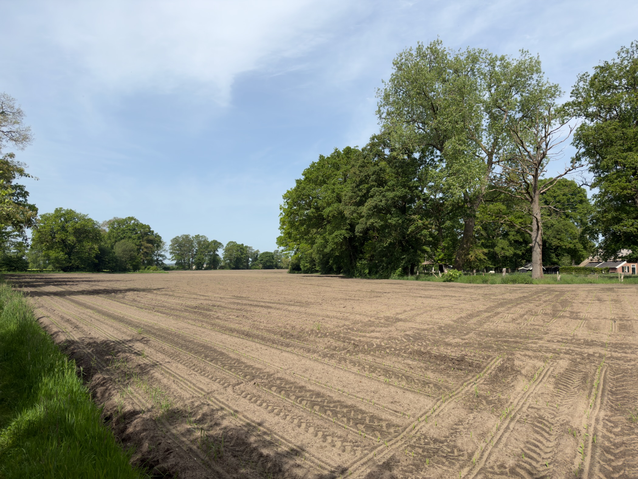 Tilled sandy field bordered on the right by a stand of broad-leaved trees