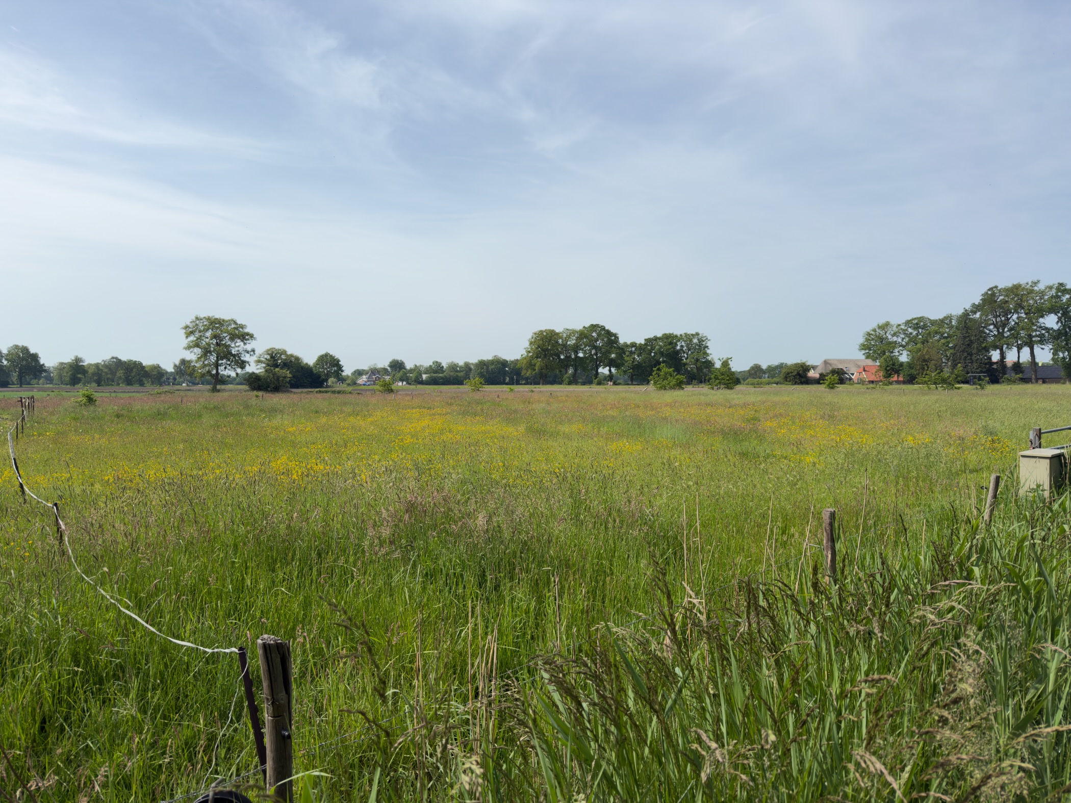 Wildflower meadow speckled with yellow blooms and a distant farmhouse on the skyline