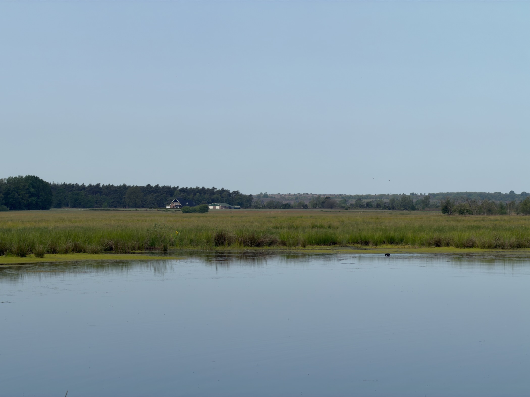 Wetland of the Zunasche Heide with a farmhouse against the wooded edge of the heath