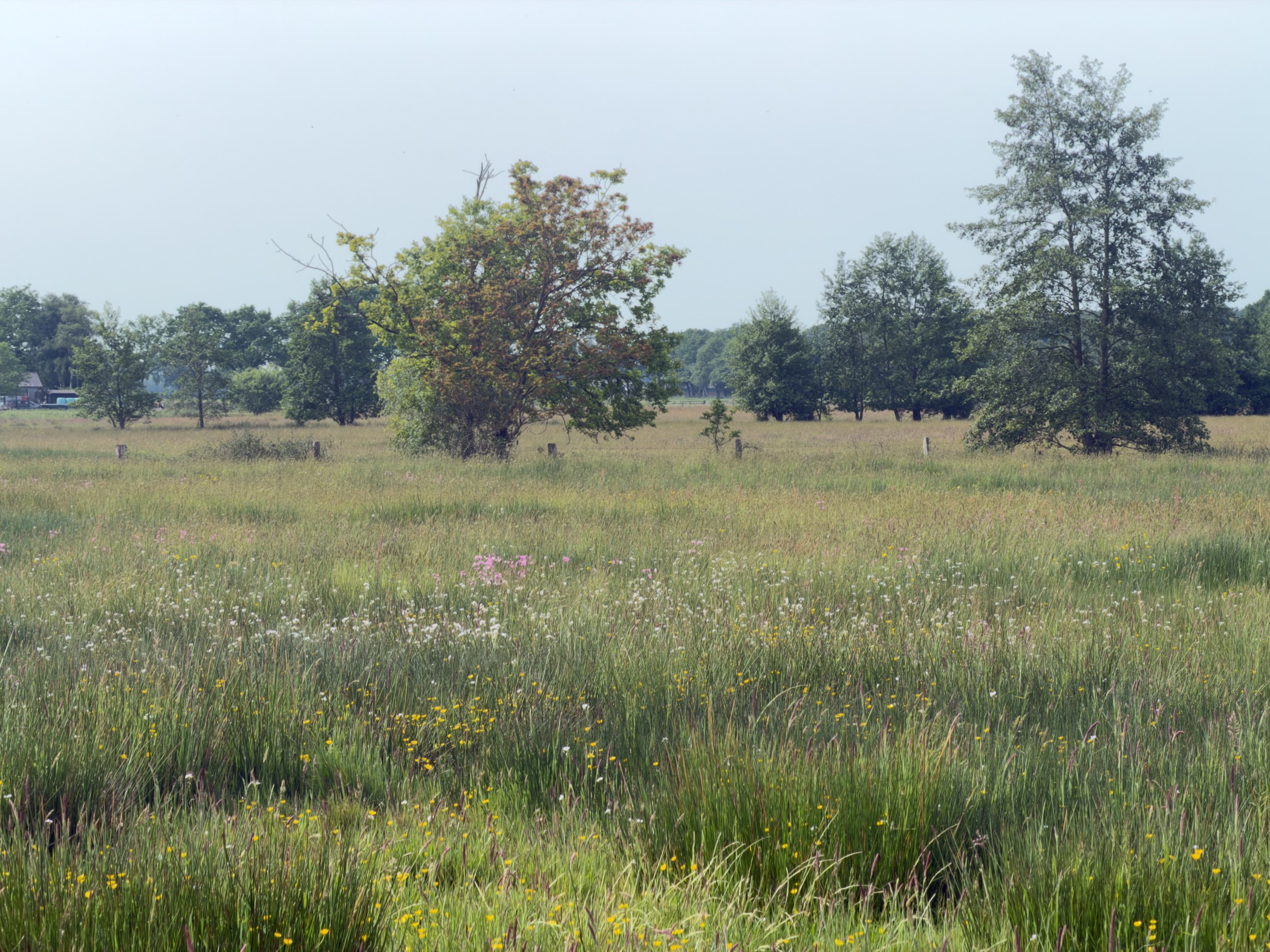 Heath meadow of tall grasses and pink ragged-robin with scattered trees beyond