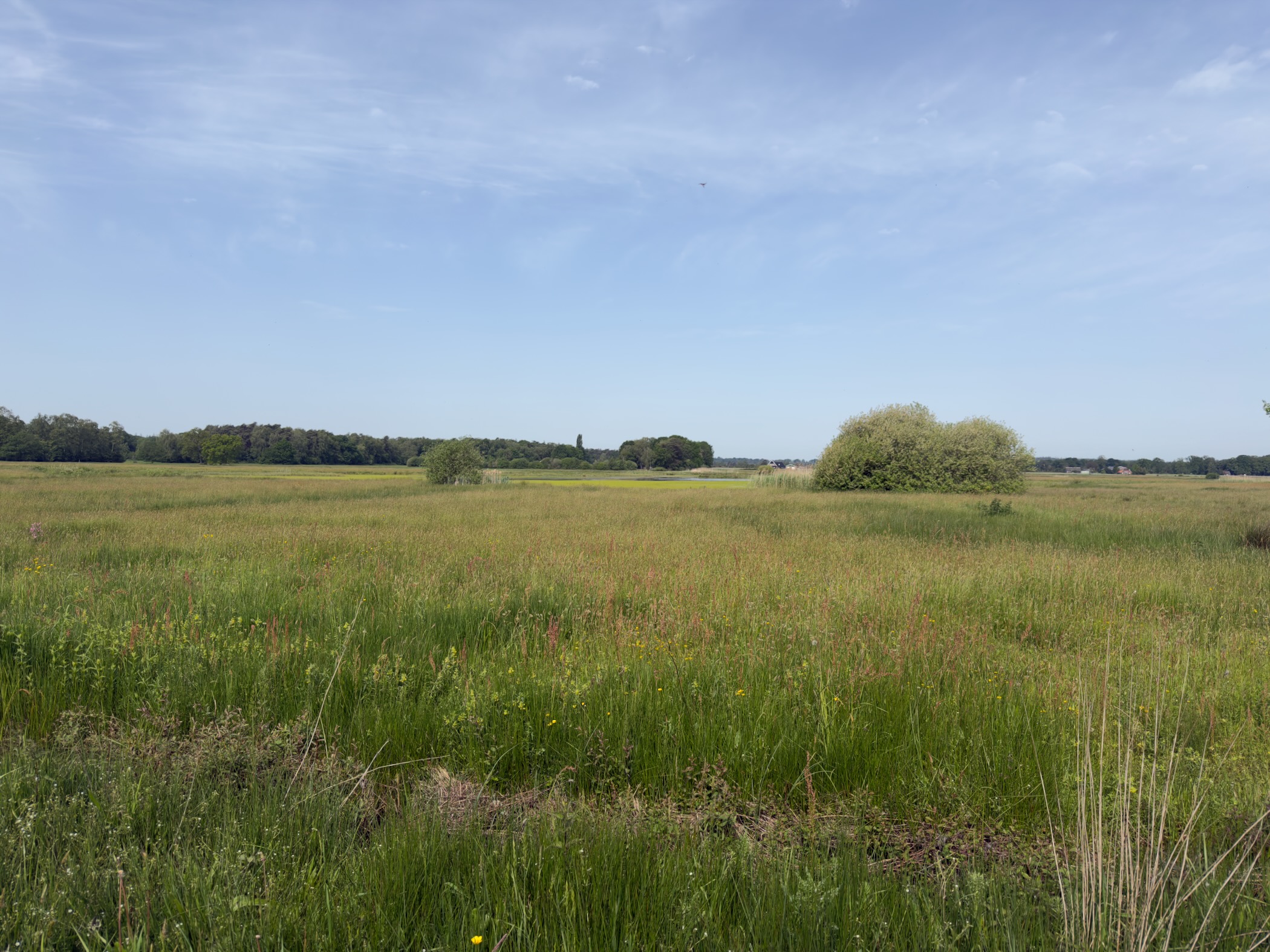 Open heathland with a single round bush in the middle distance and a treeline behind