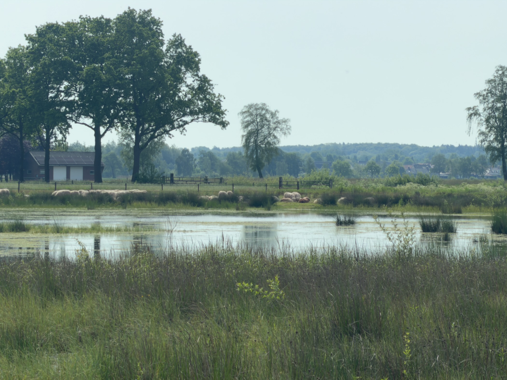 Shallow heath pool reflecting trees, with sheep grazing beside a farm beyond