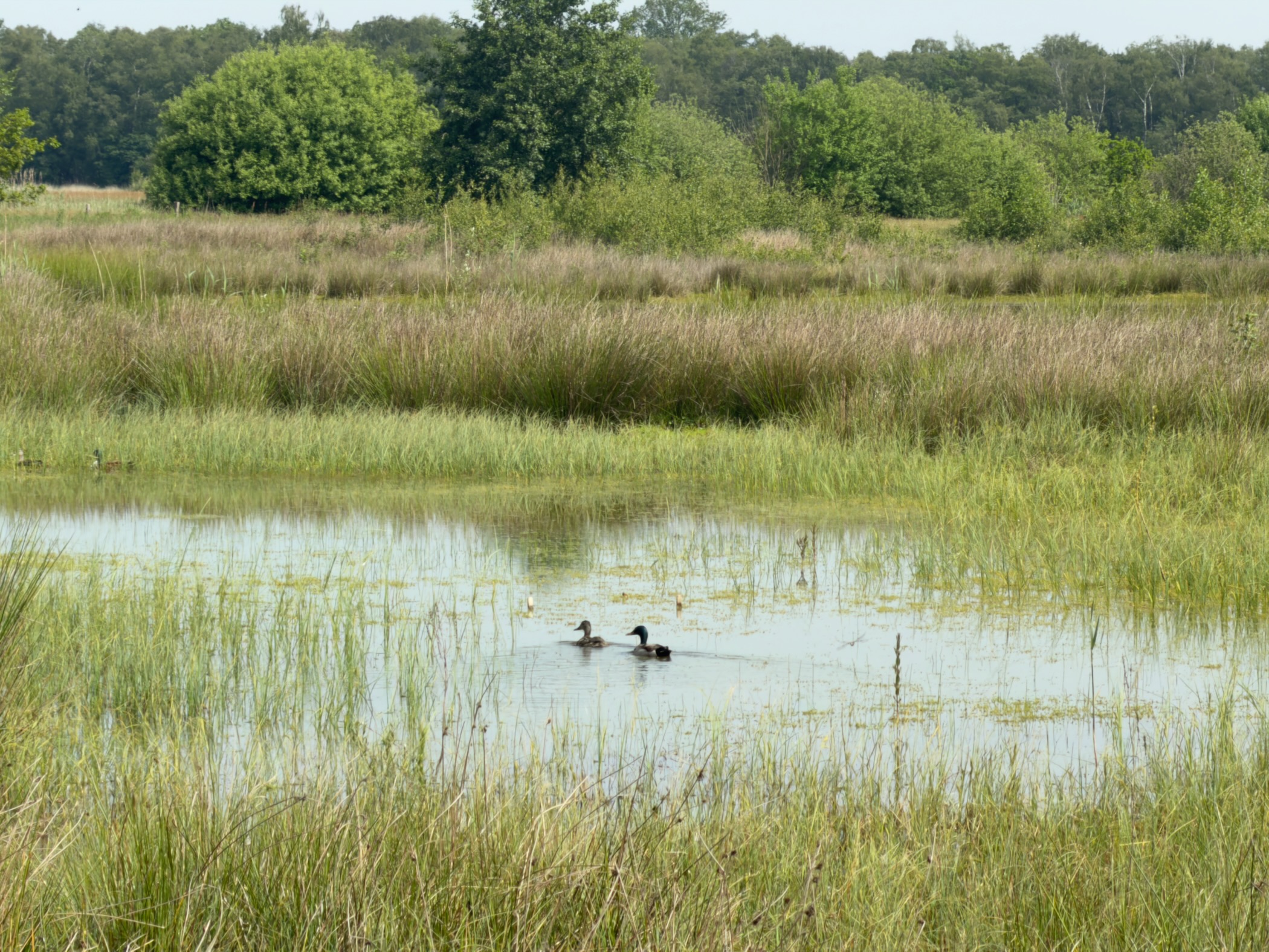Pair of waterfowl swimming on a marshy pool surrounded by reeds