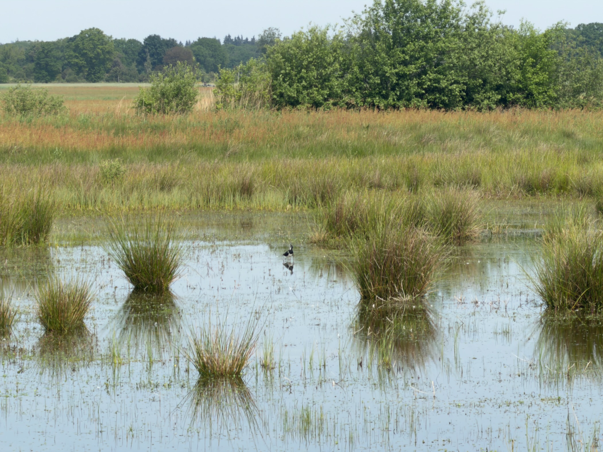 Marshland with tussocks of grass standing in shallow reflective water