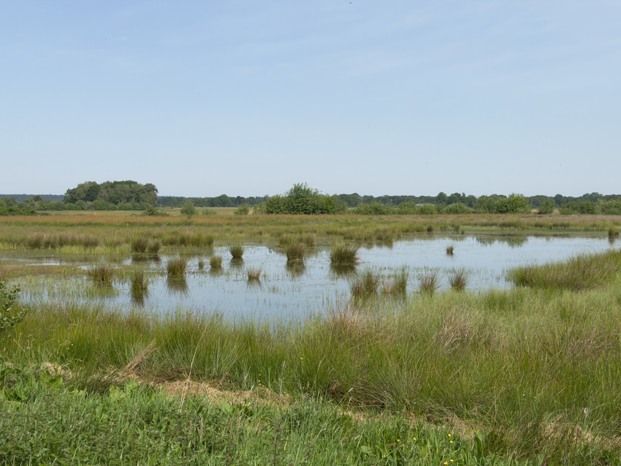 Wider view of the heath wetland with grass tufts and reeds across the pool