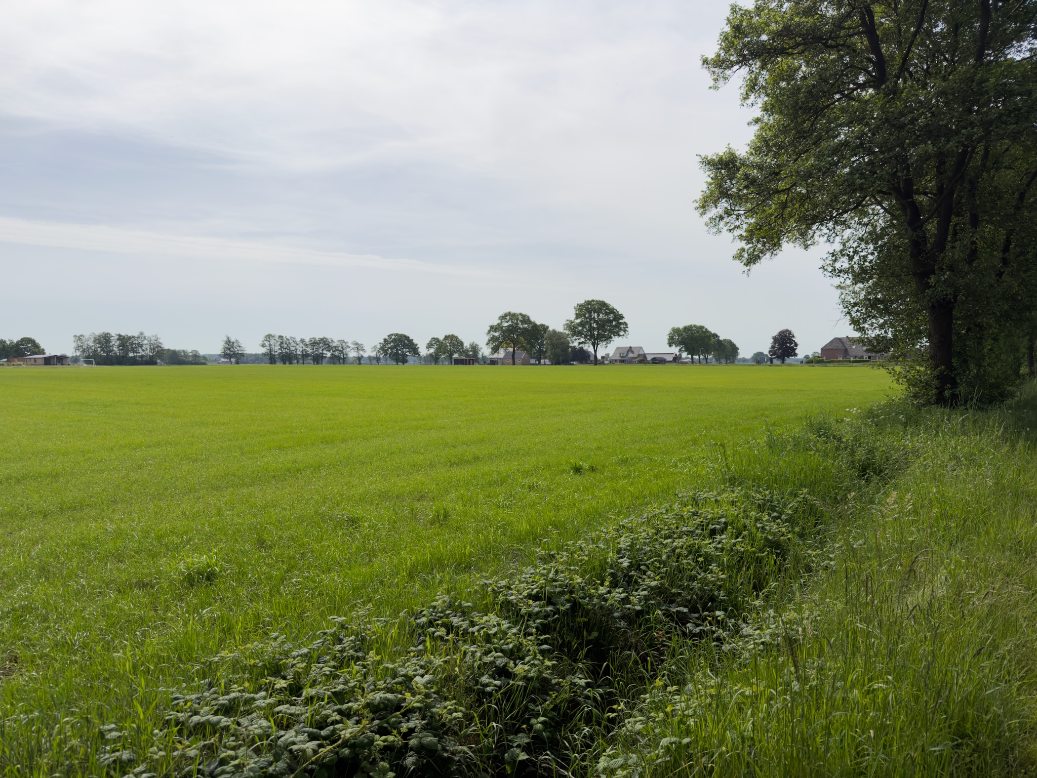Bright green farm field bordered by an oak tree, with distant farmhouses on the horizon