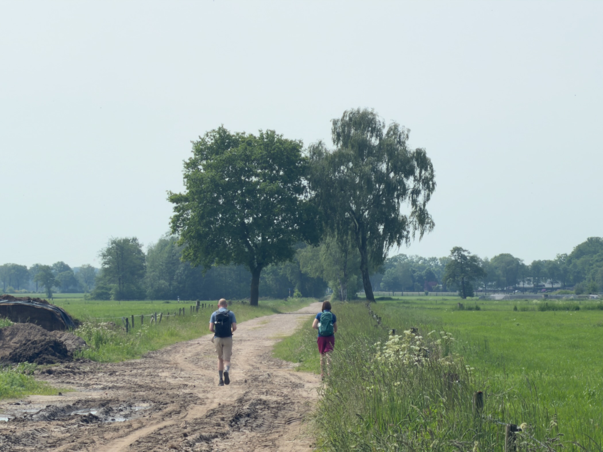 Two hikers walking a sandy farm track towards a wide oak and weeping birch