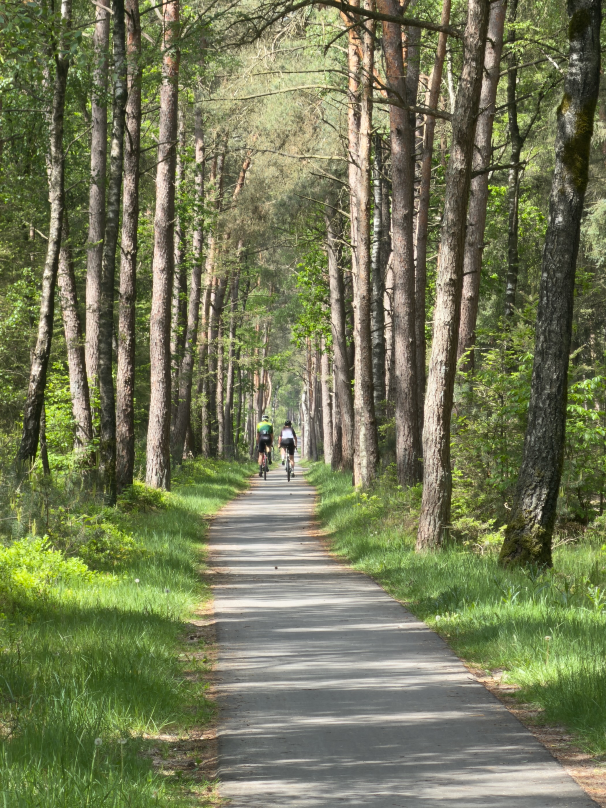 Cyclists riding along a paved path between tall pines on the Sallandse Heuvelrug