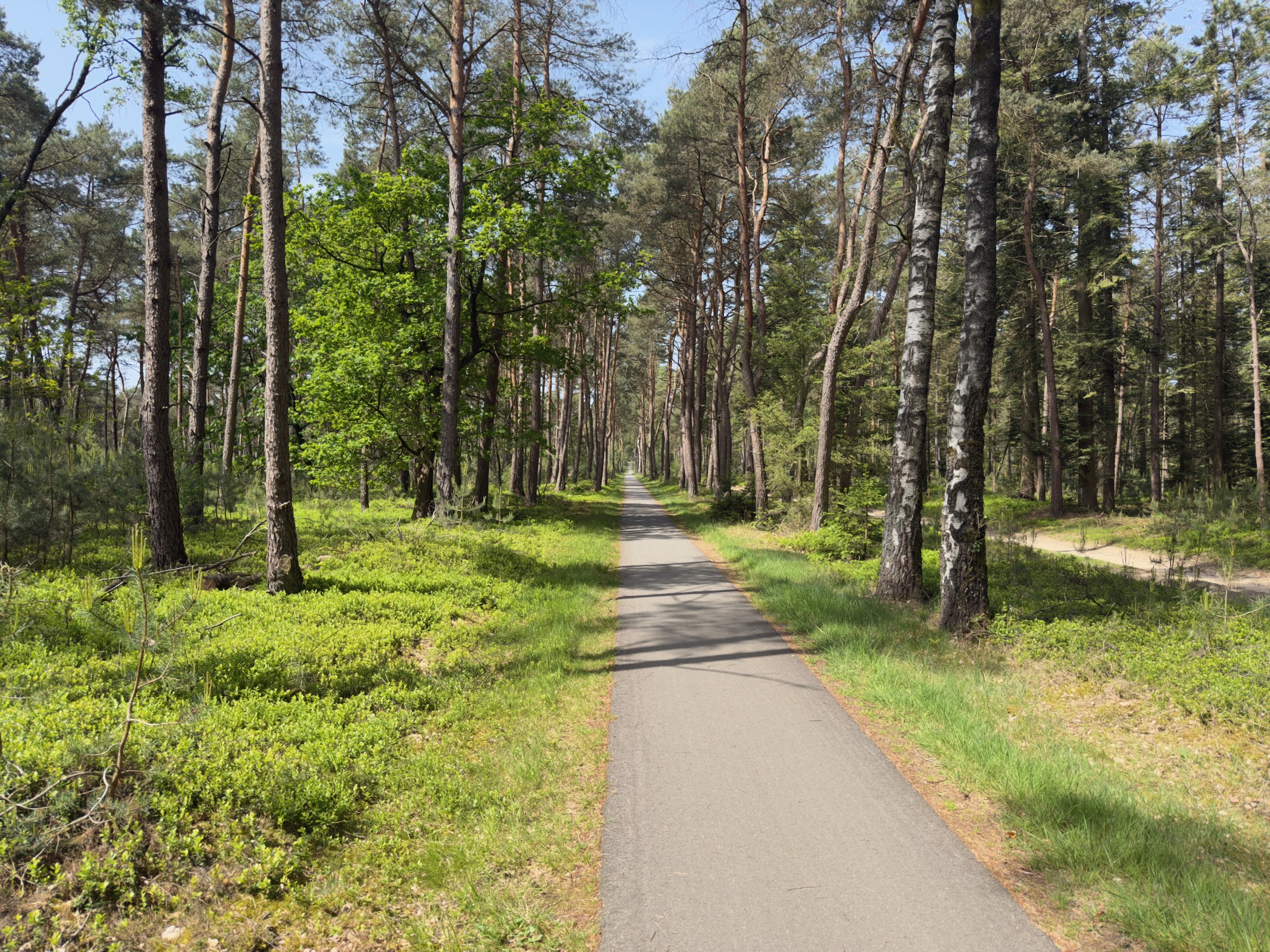 Quiet paved track running straight through a mixed pine and birch forest