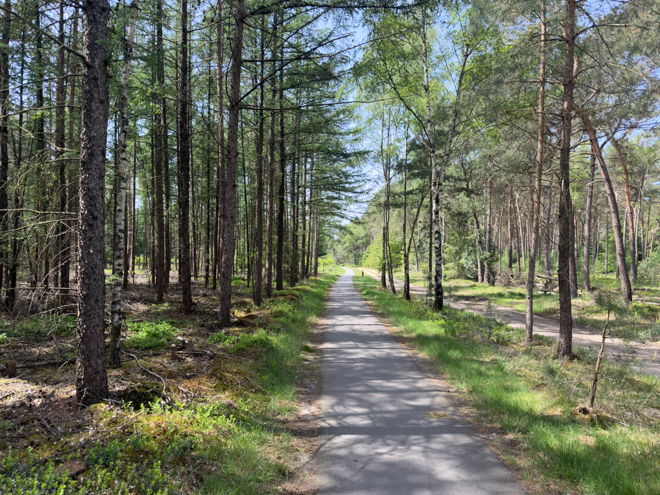 Forest path lined by pines with grass verges and dappled sunlight