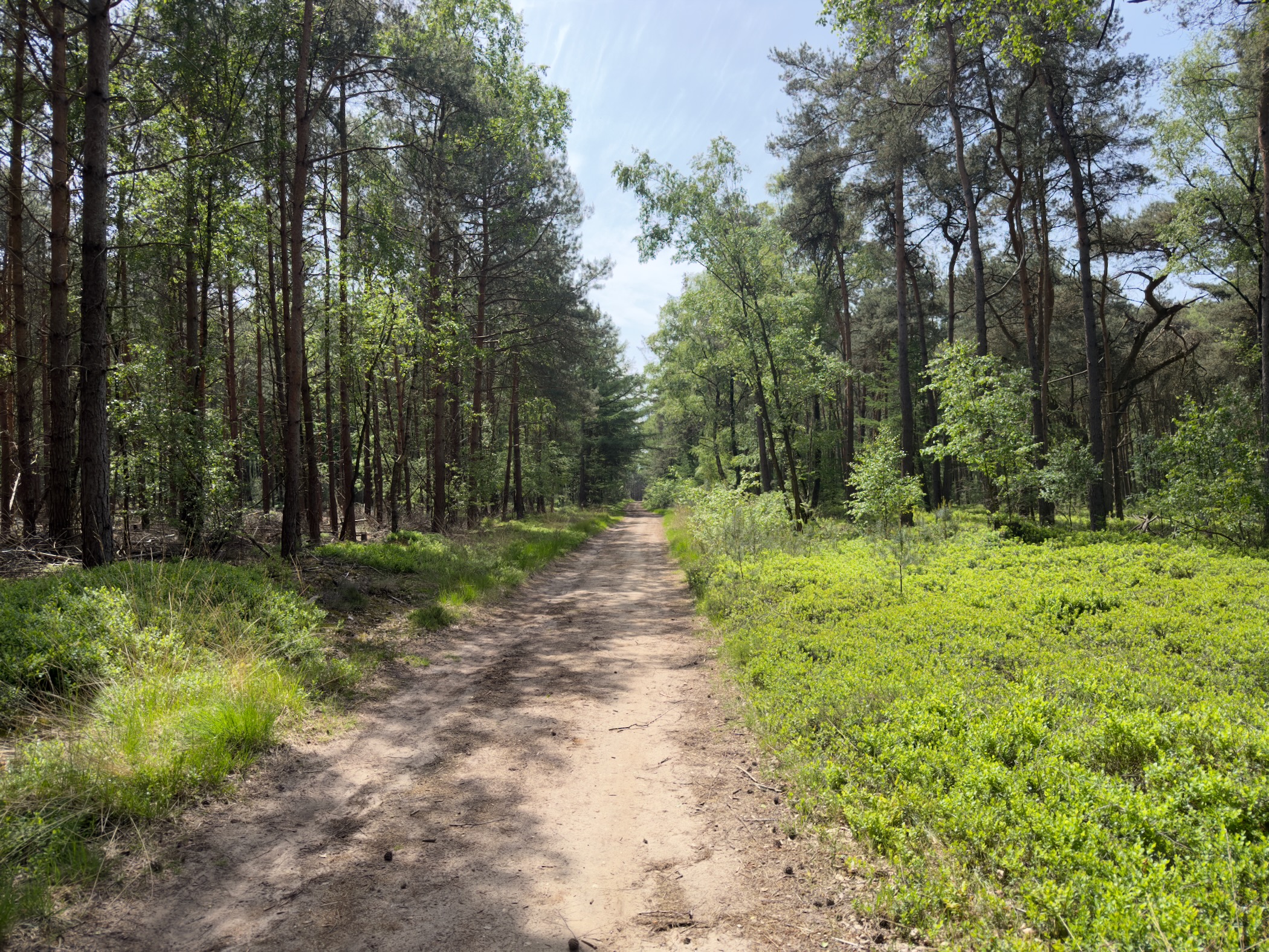Sandy forest track passing through pines with bilberry undergrowth at the side