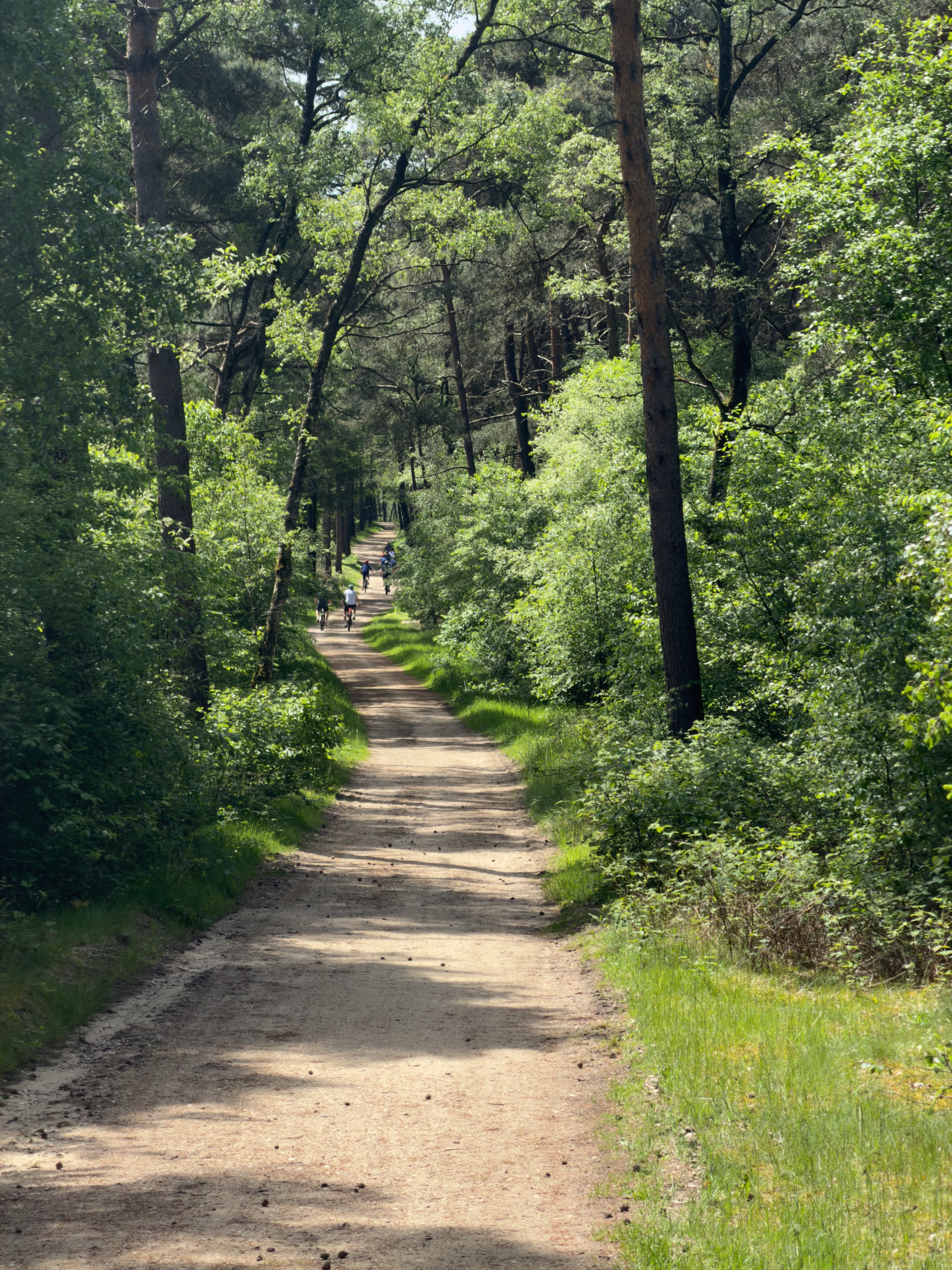 Curving wooded path with two small figures walking ahead in the green light