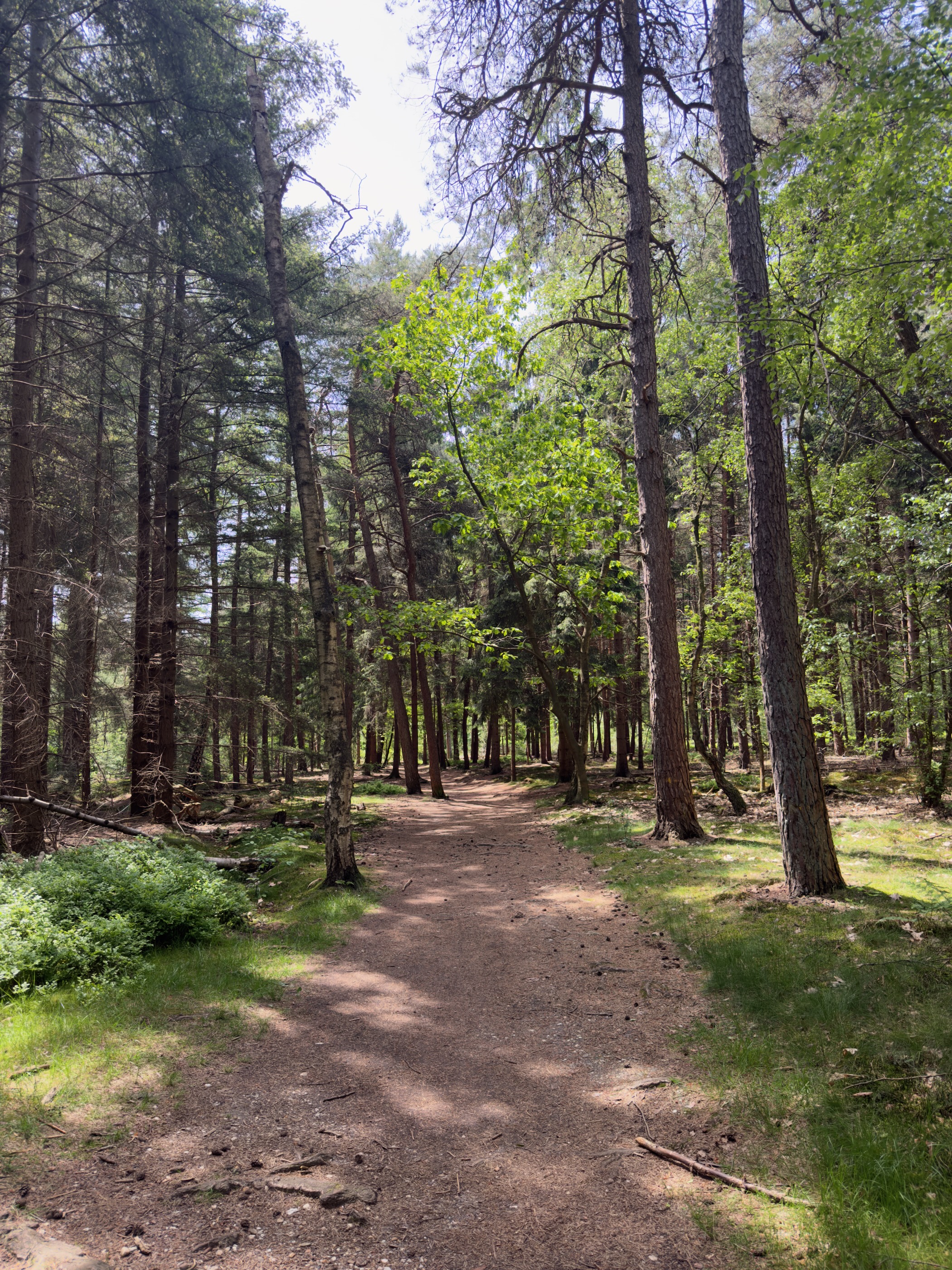 Broad forest trail beneath tall pines and birches on the Holterberg