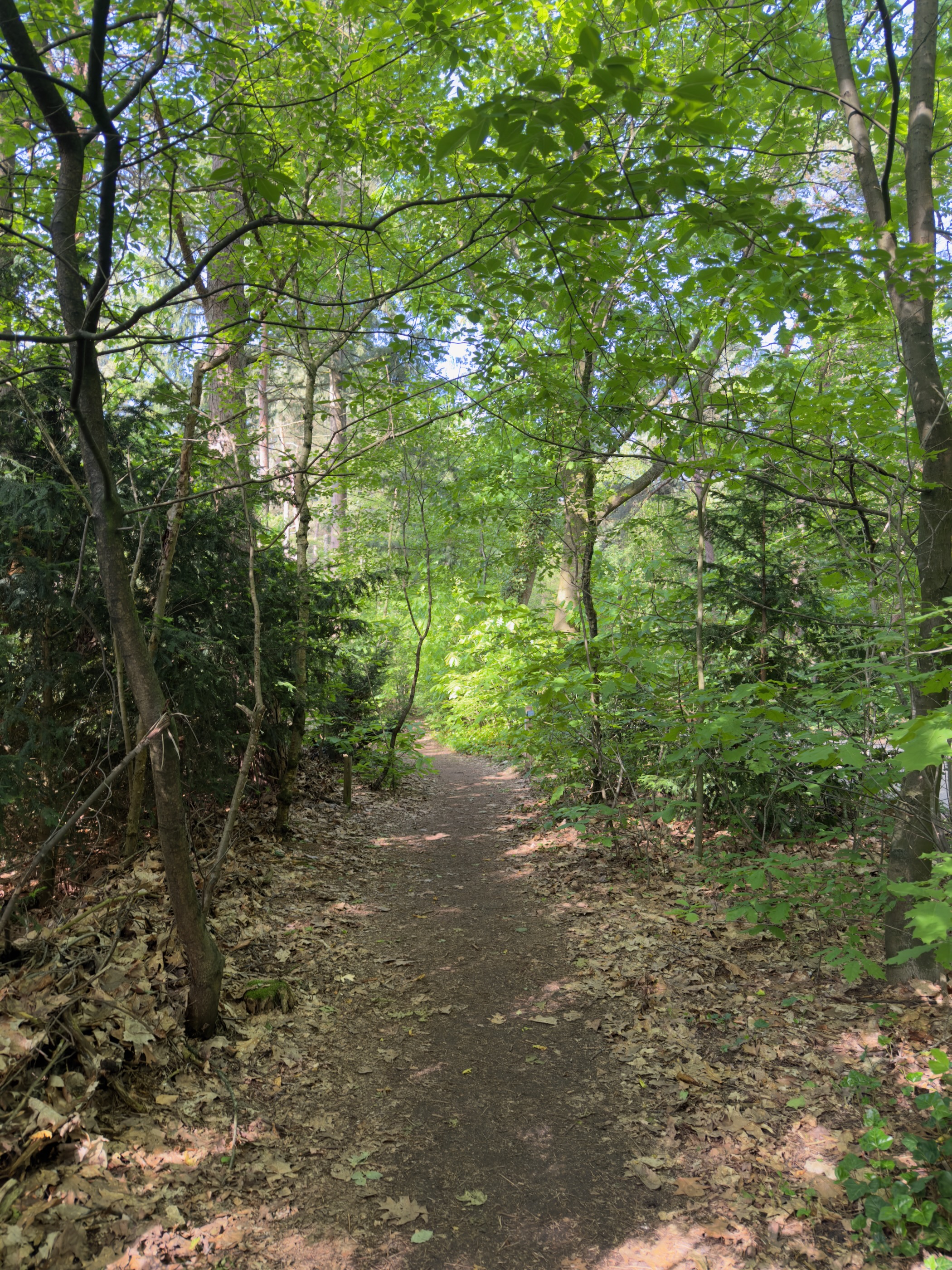 Narrow earth path winding through a leafy deciduous wood