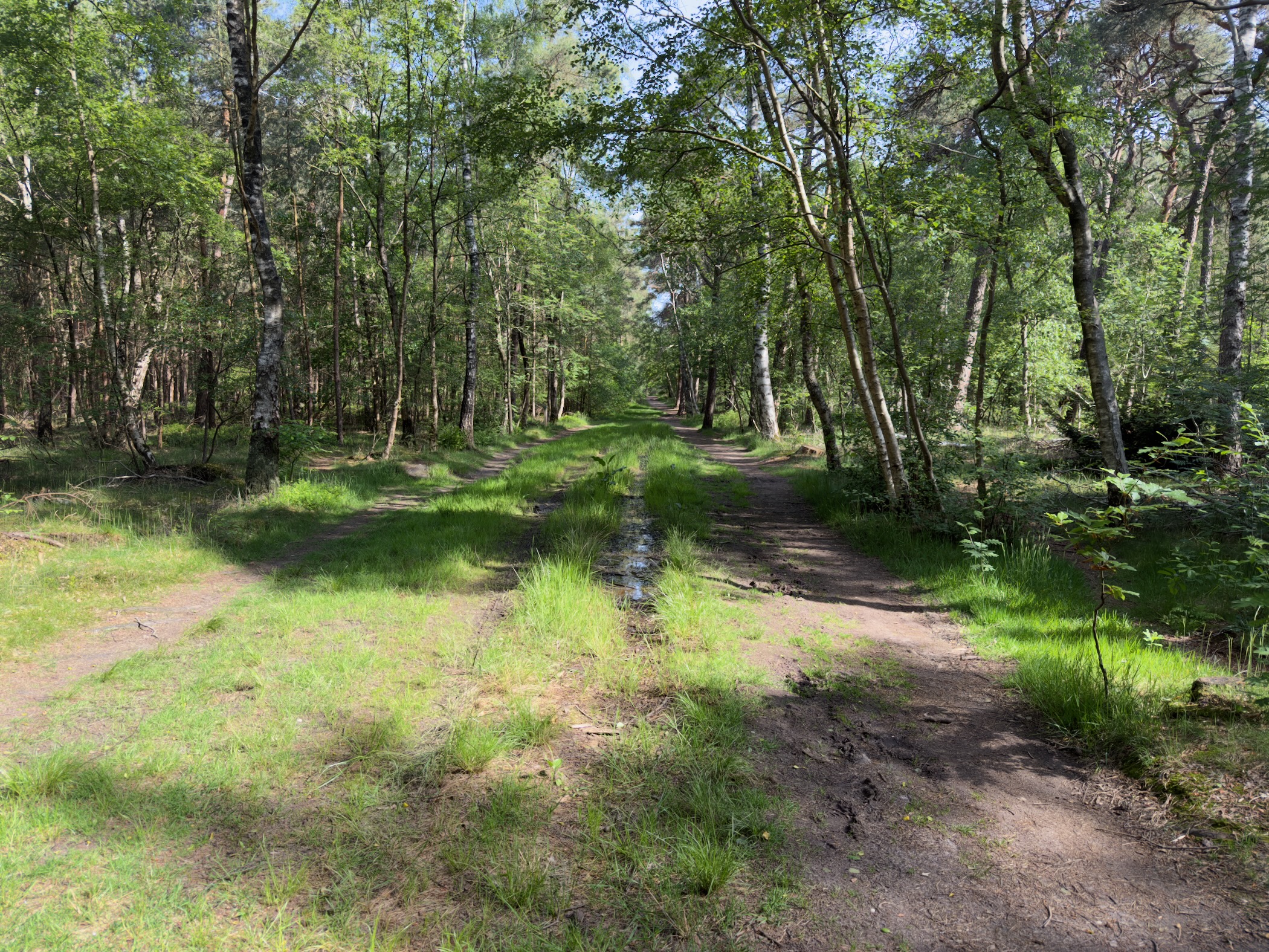 Broad sandy track between birch and pine trees on the Holterberg