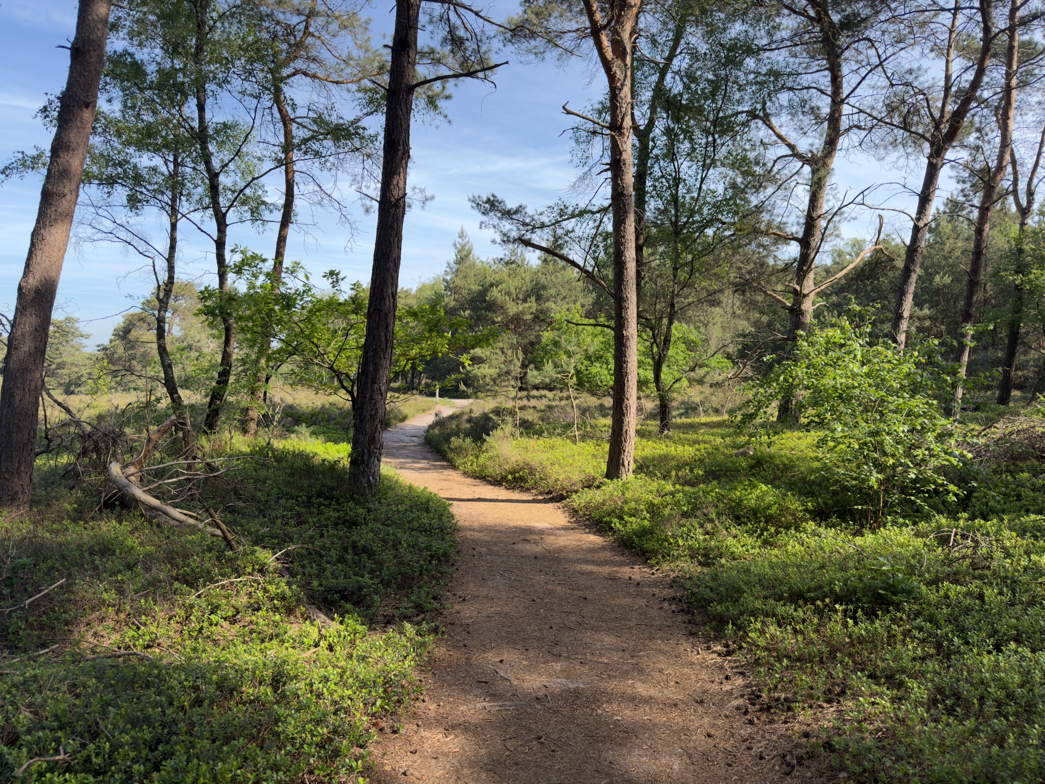 Path through open pine forest with low blueberry ground cover