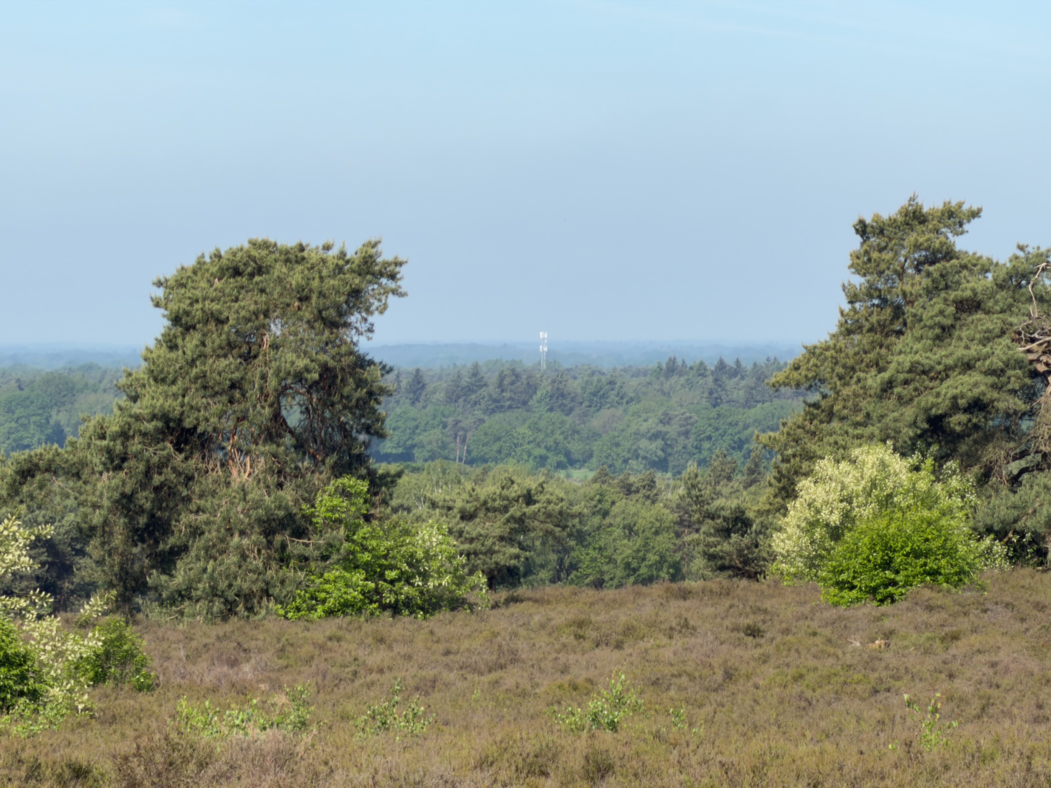 Long view from the Holterberg across heather and treetops to a distant horizon