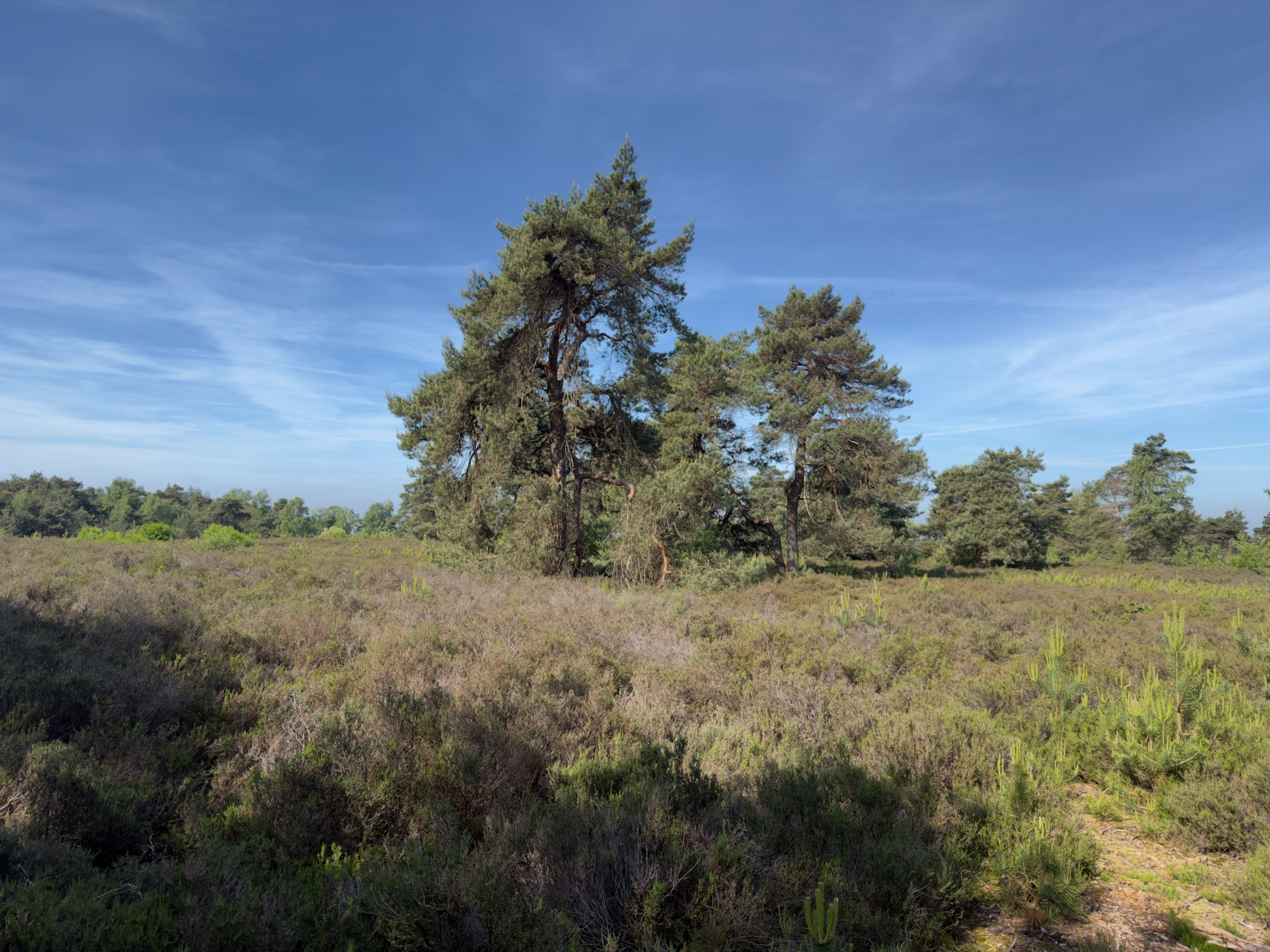 Solitary Scots pine standing in flowering purple heath under a clear blue sky