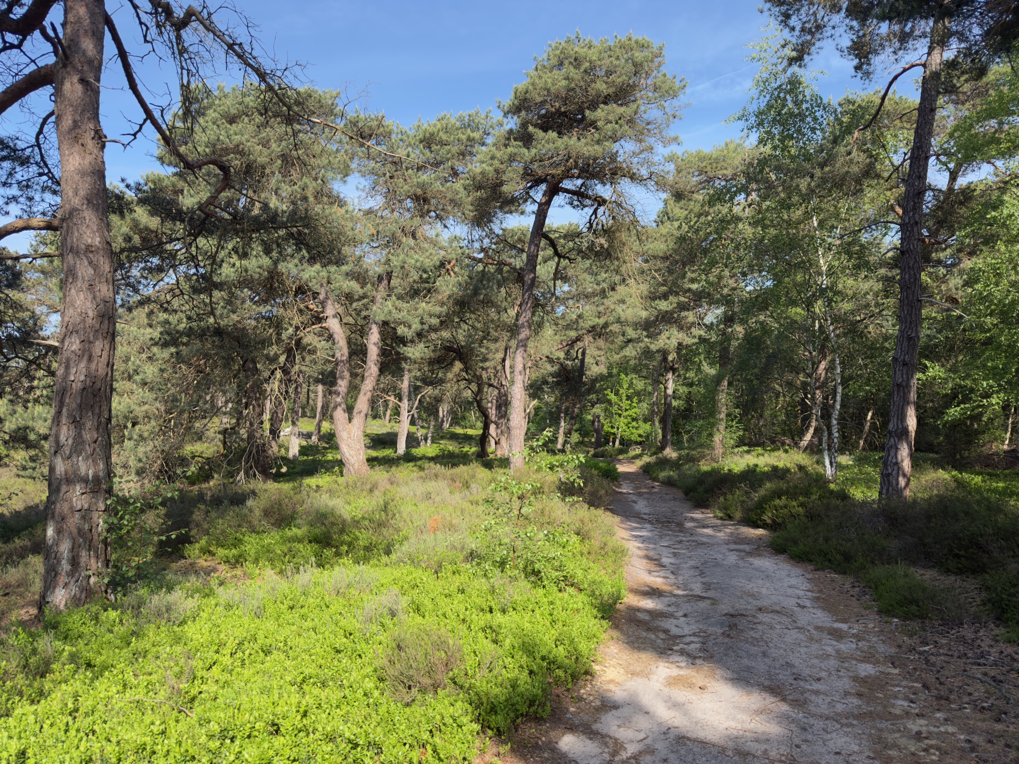 Sandy path winding through pine forest with blueberry bushes either side