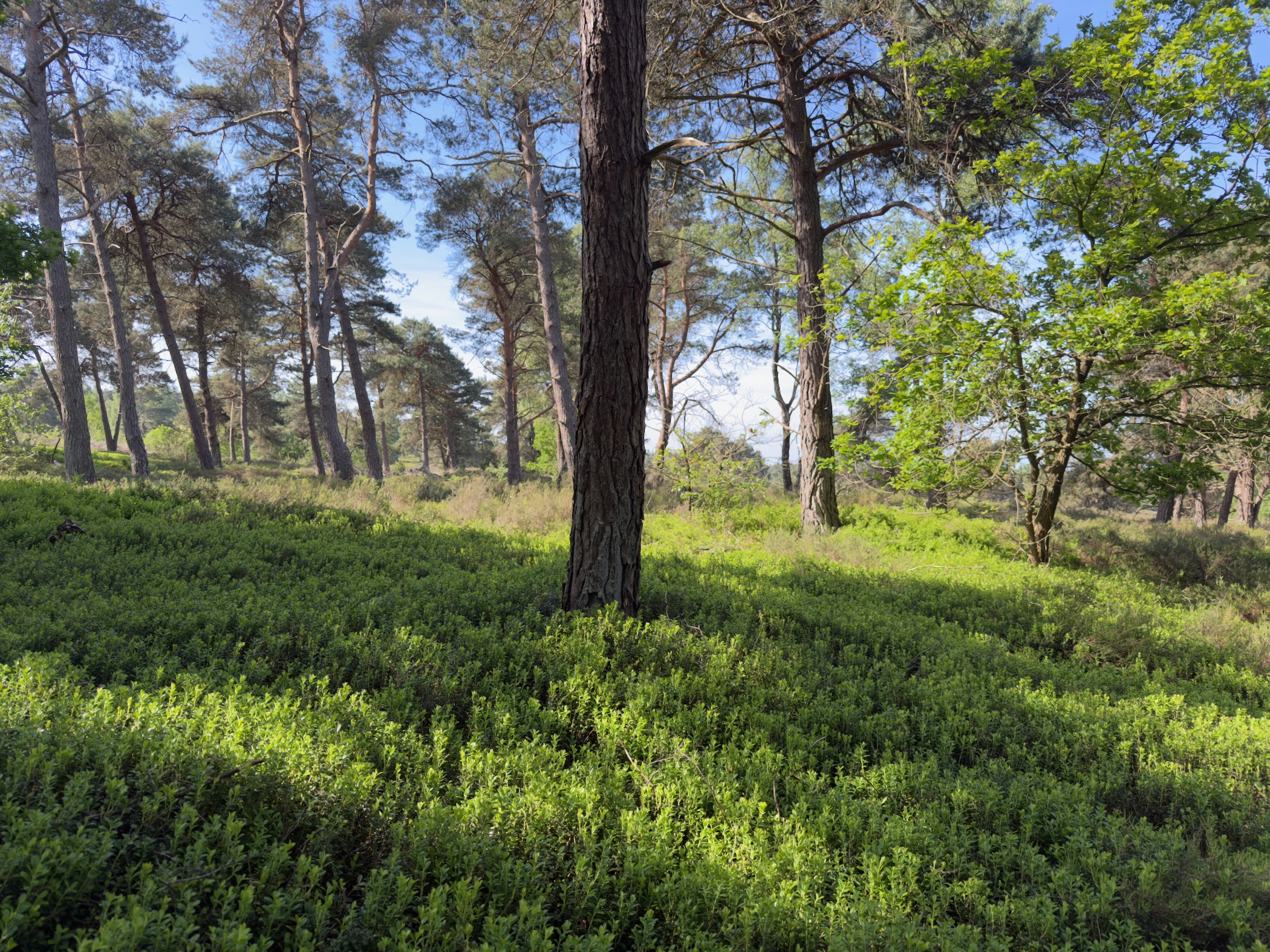 Pine trees on a bilberry-covered slope with dappled morning sunlight