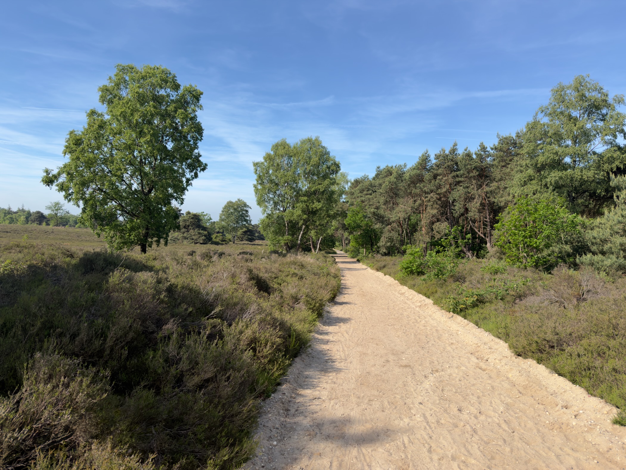 Sandy track across open heath bordered by birch trees and pine wood