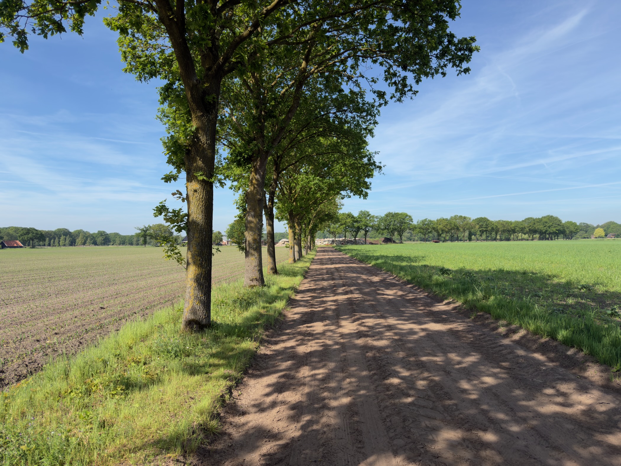 Avenue of oaks beside a sandy farm track between brown and green fields