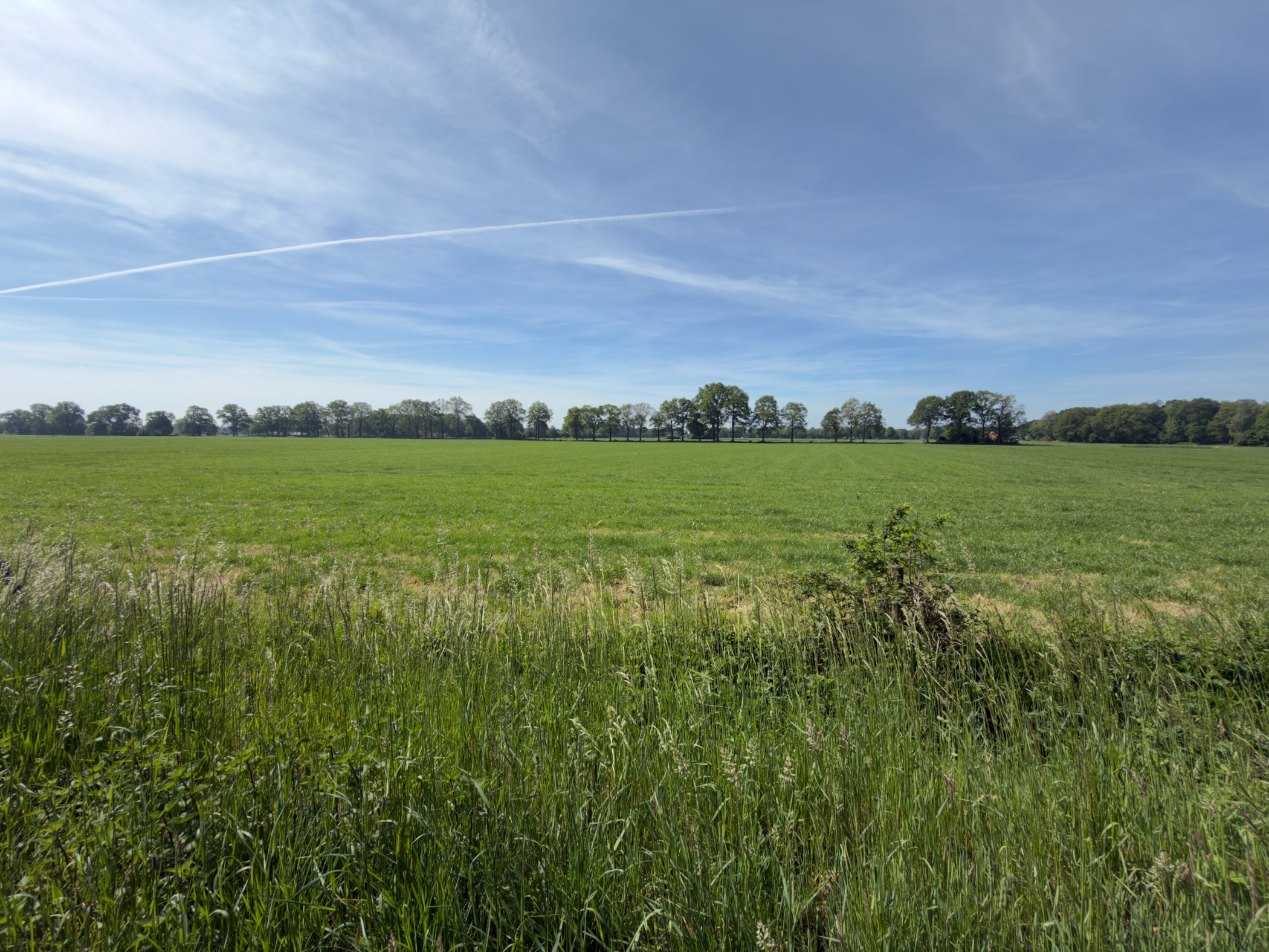 Wide green grass field stretching to a thin line of trees on the horizon