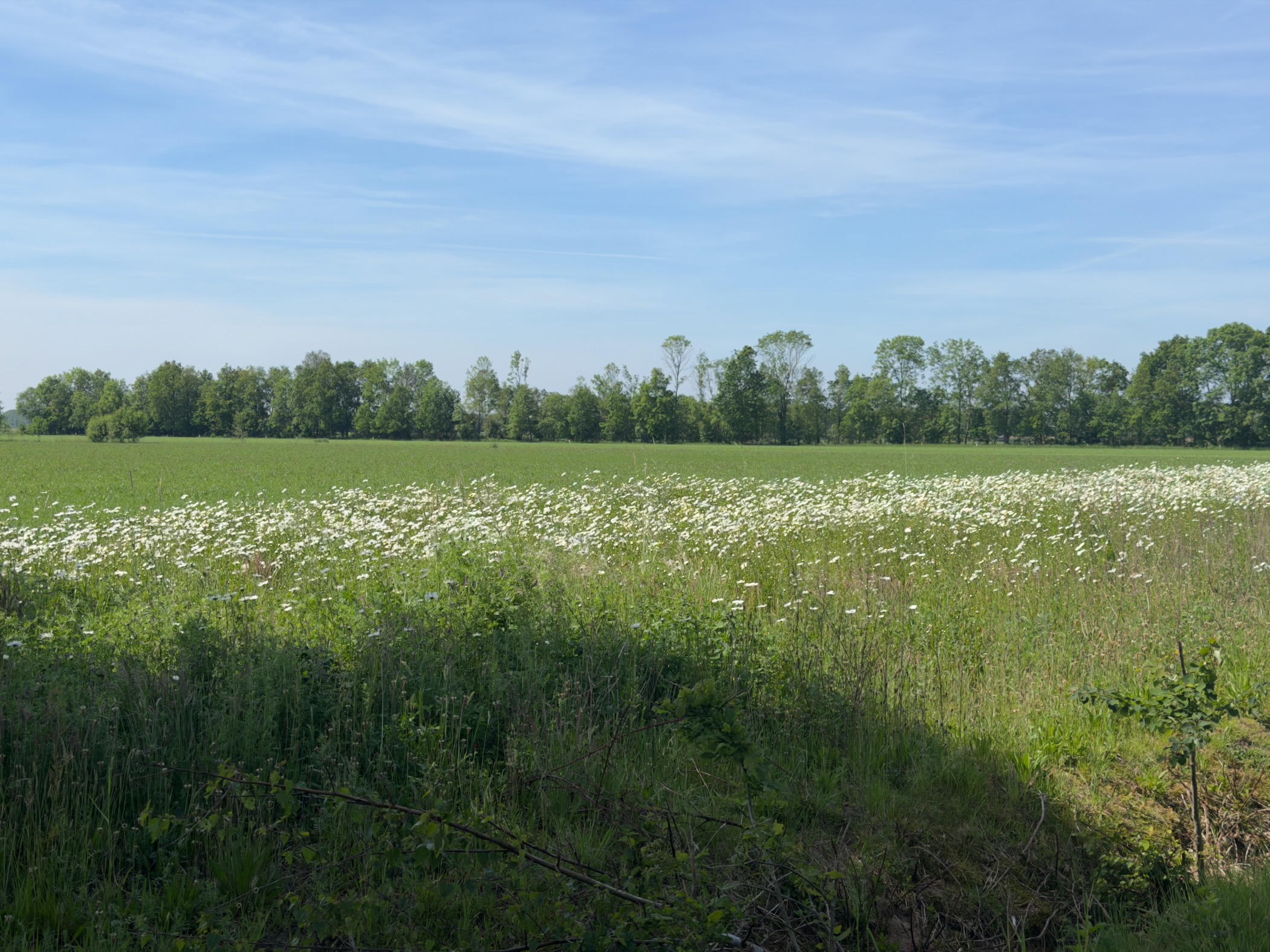 Meadow rich with white cow parsley flowers bordered by a row of trees