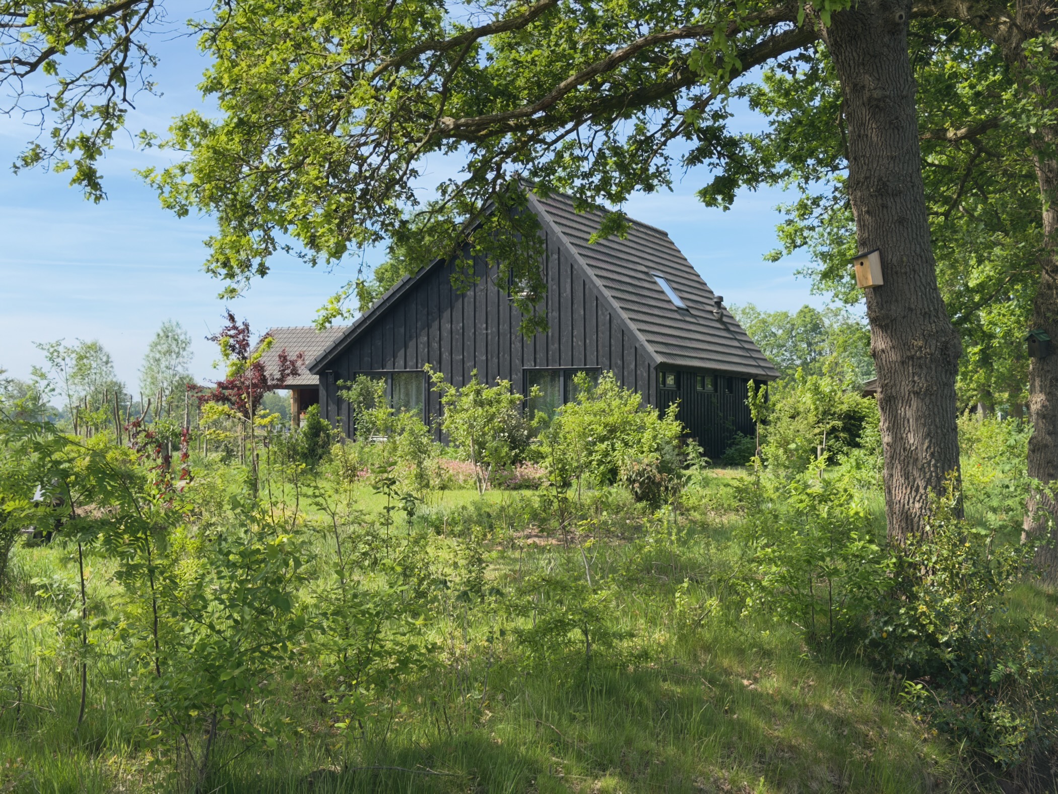 Modern black-timbered Saxon-style barn framed by an old oak