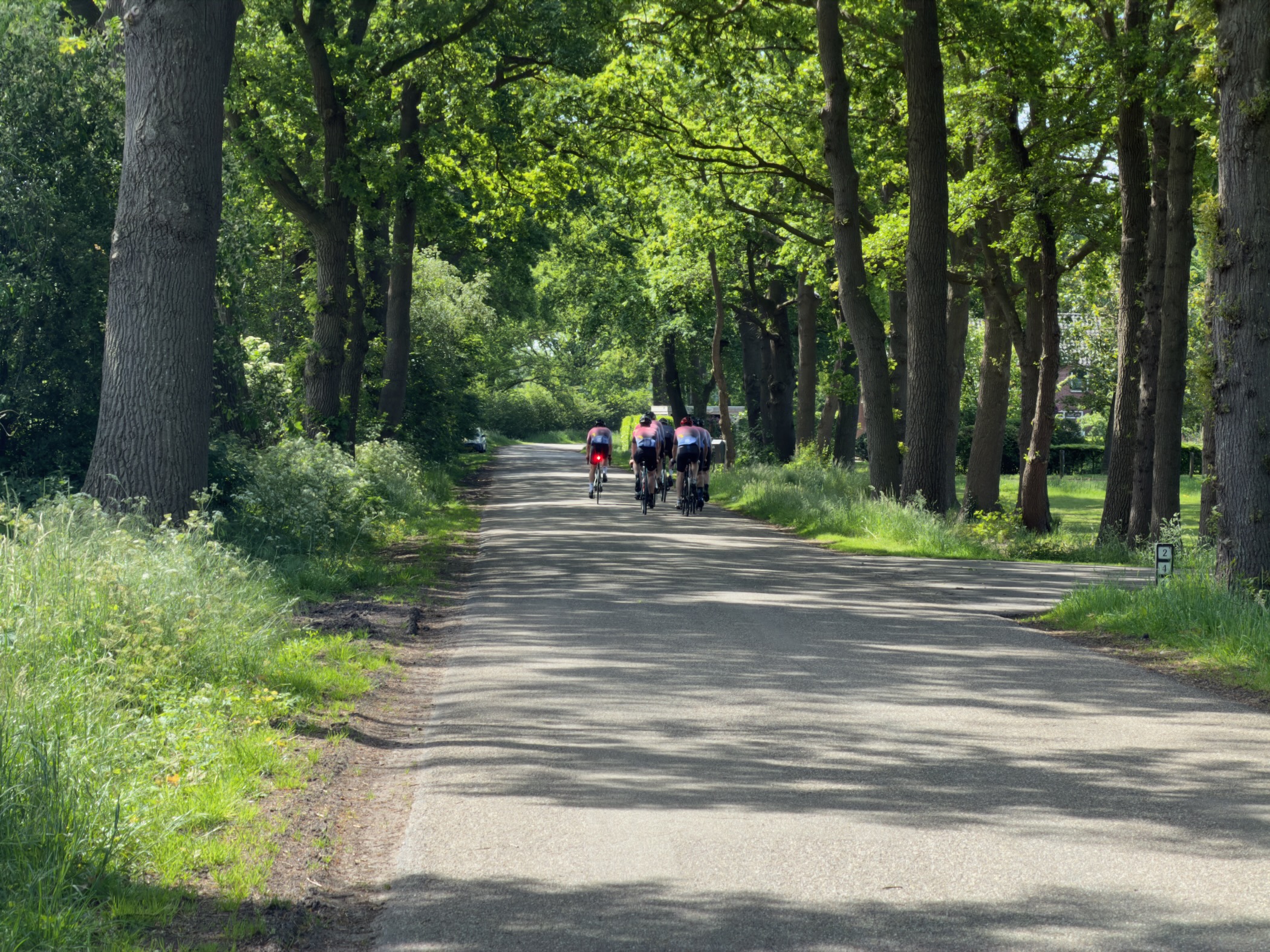 Group of cyclists riding down a tree-lined country lane