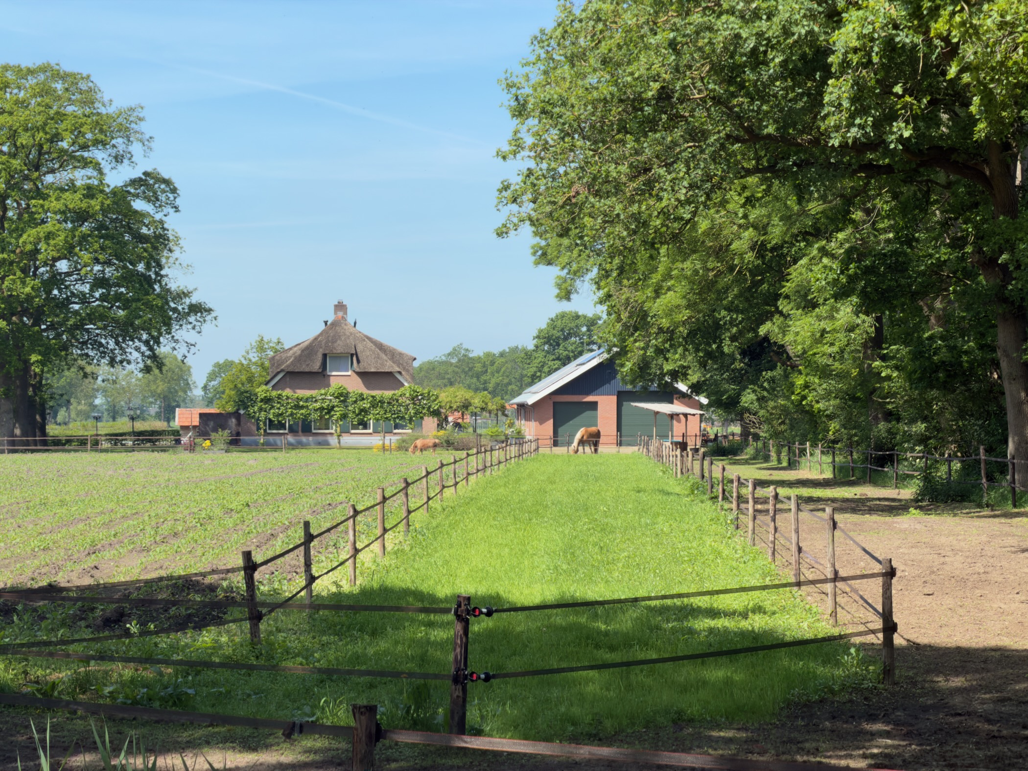 Thatched farmhouse with paddocks and a grazing horse on a small Salland farm