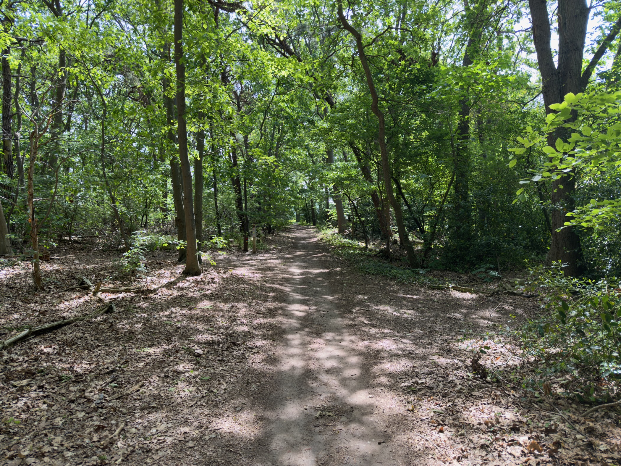 Wide forest path leading through tall summer trees