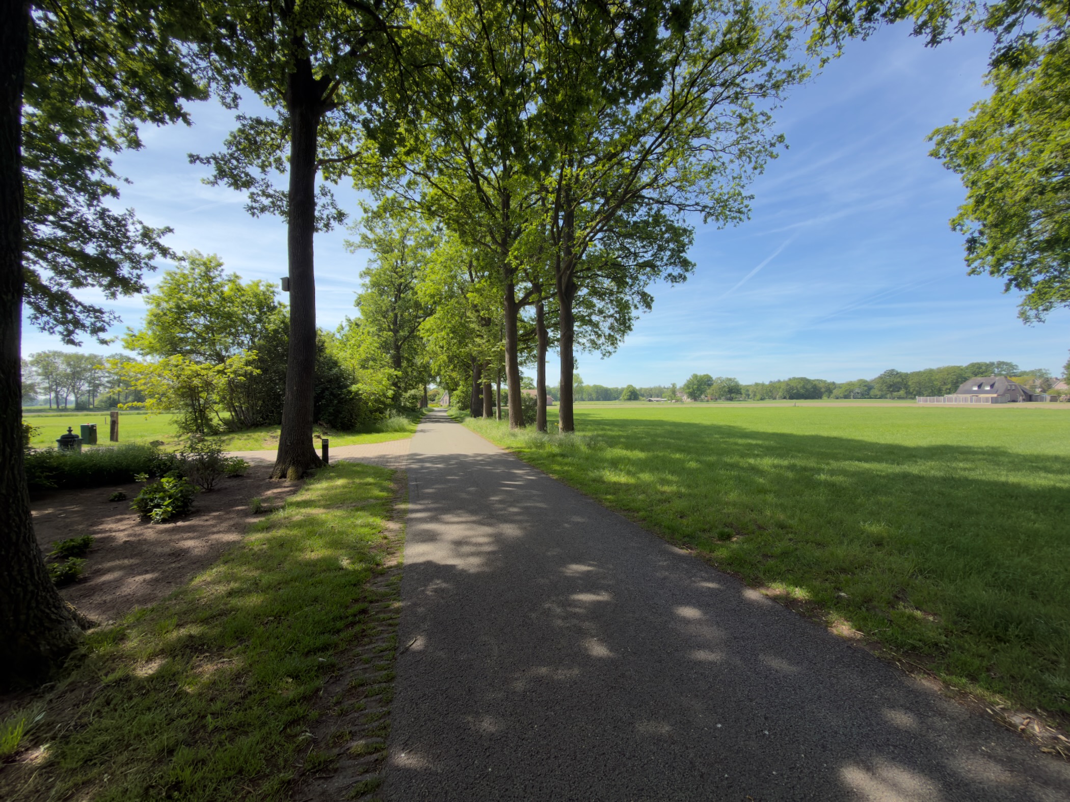 Paved cycle path lined with tall oaks opening onto an expanse of meadow