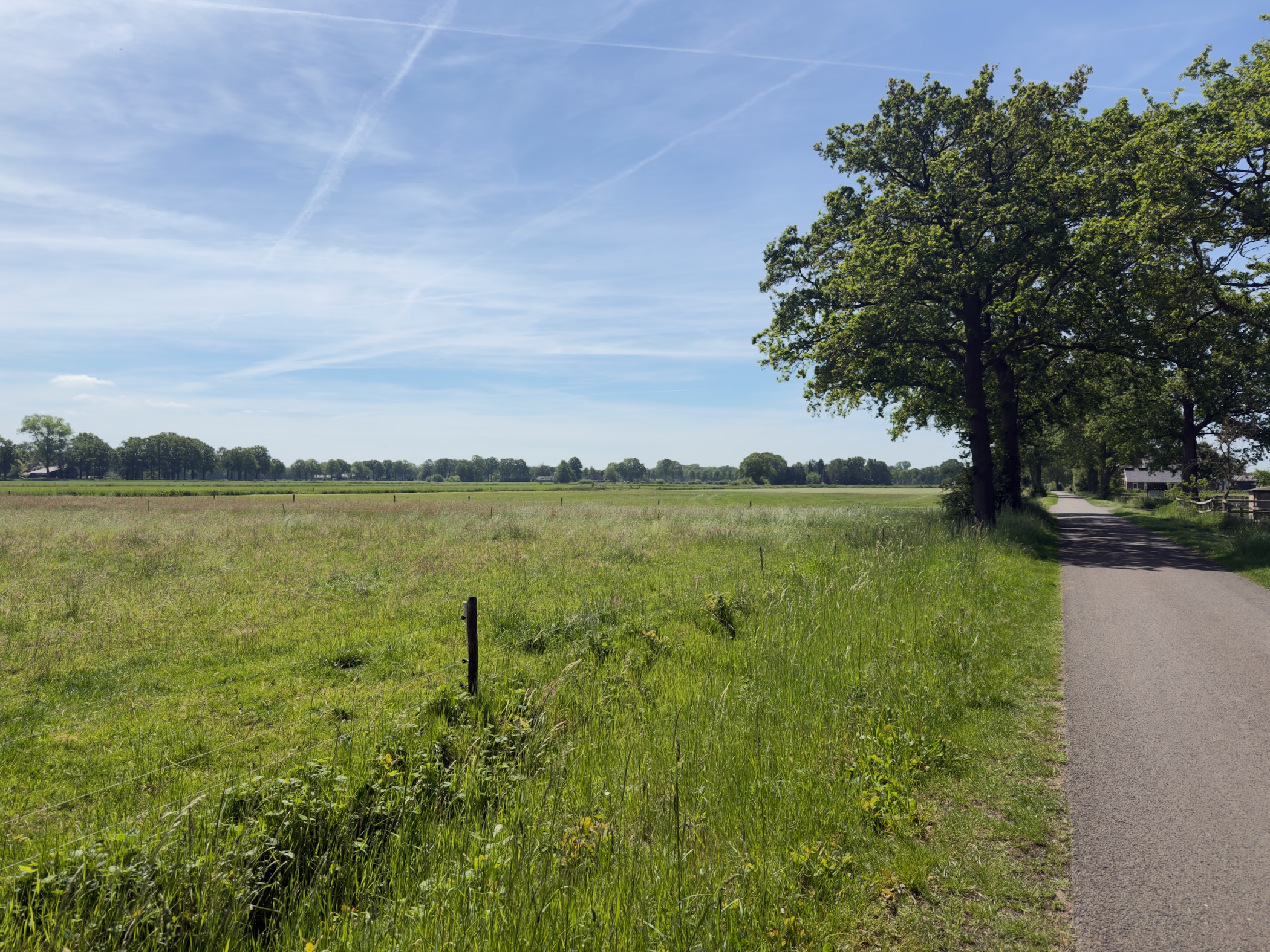 Quiet cycle lane beside an open meadow with a single oak tree on the right