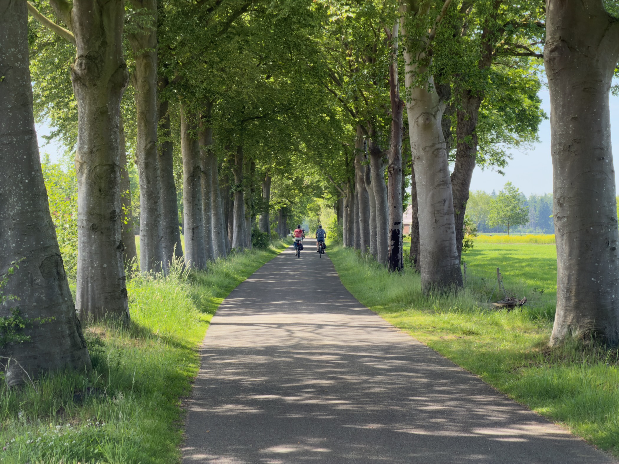 Cyclists riding through a long tunnel of tall plane trees on a country road