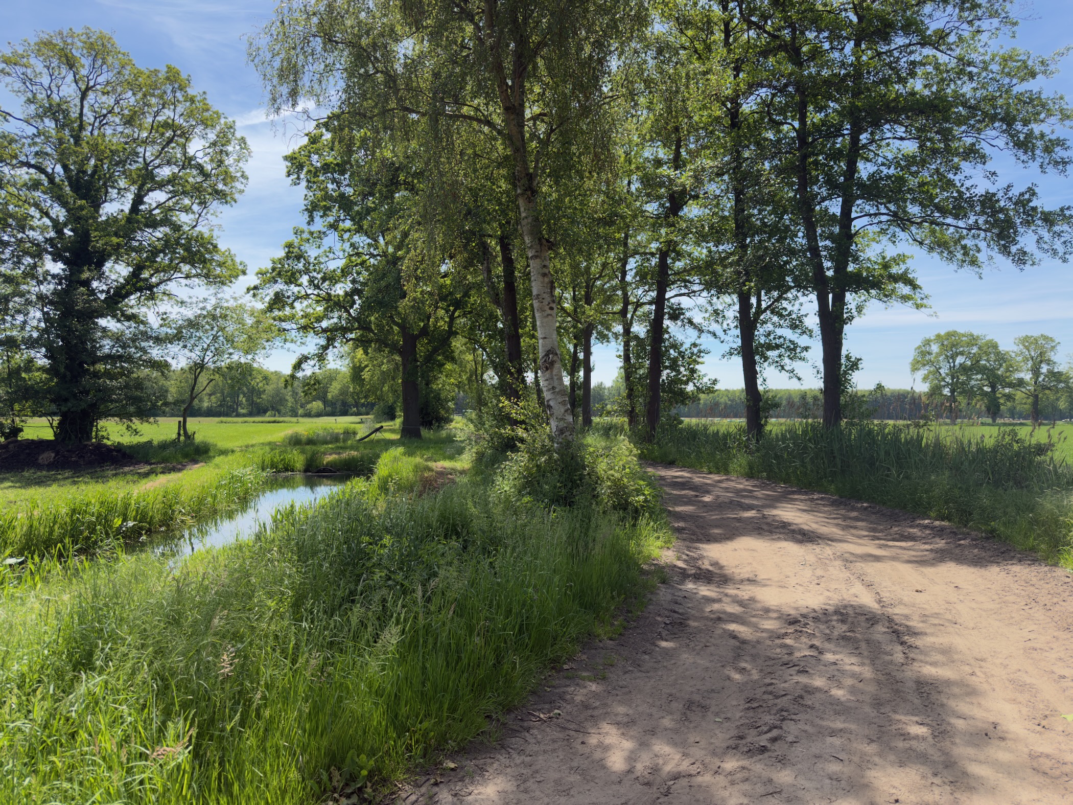 Sandy farm track curving past a small stream and a row of birches