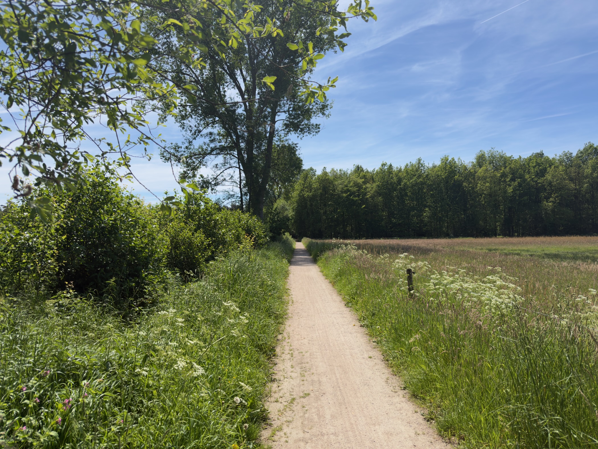 Narrow sandy footpath running beside a field of cow parsley towards a wood